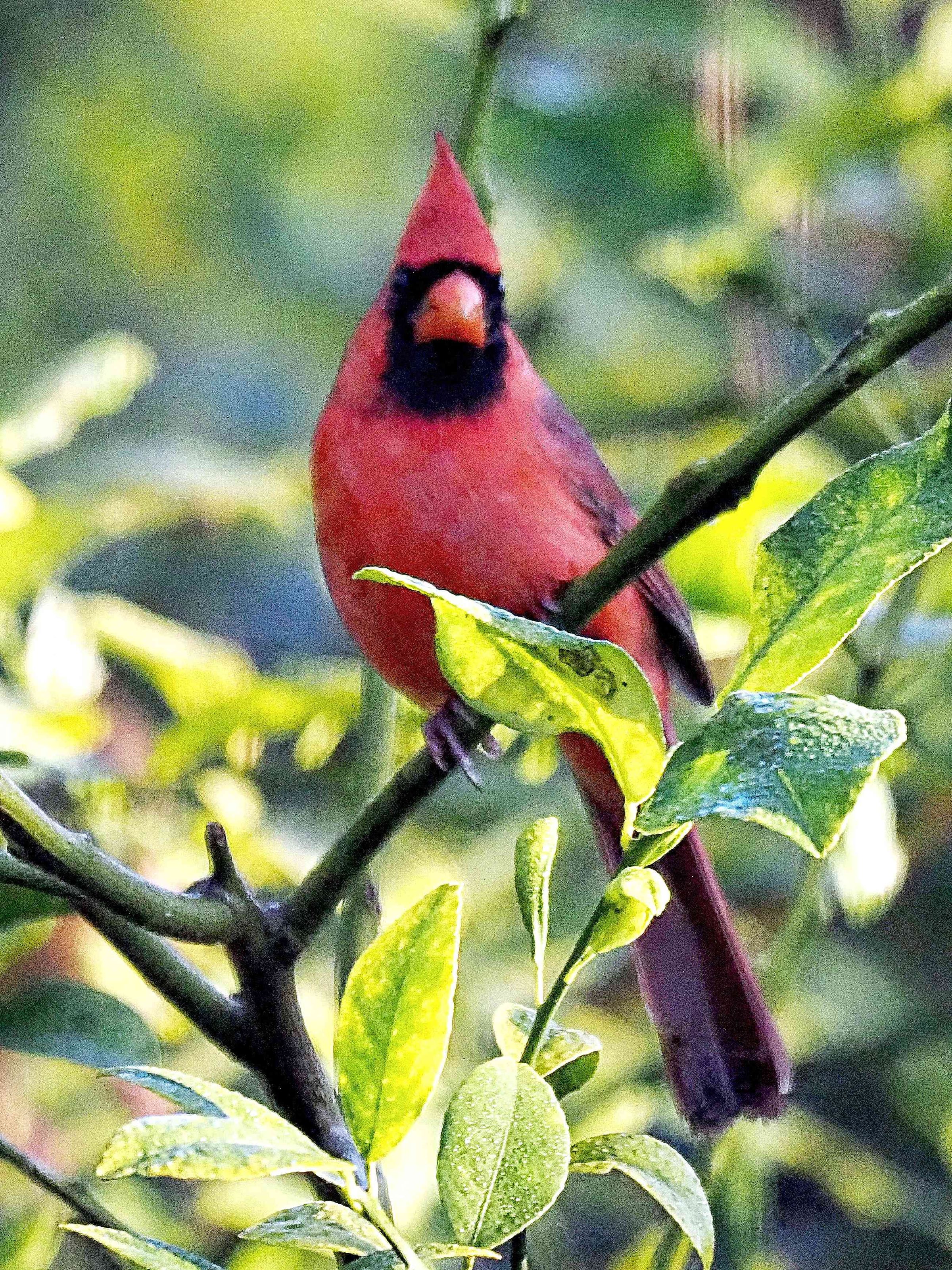 Bosley Images's image