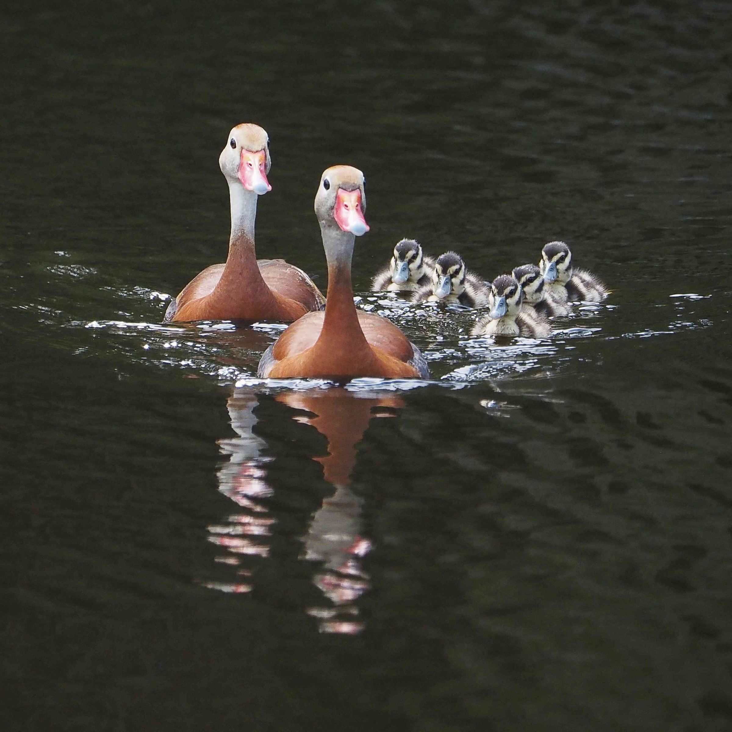 Bosley Images's image