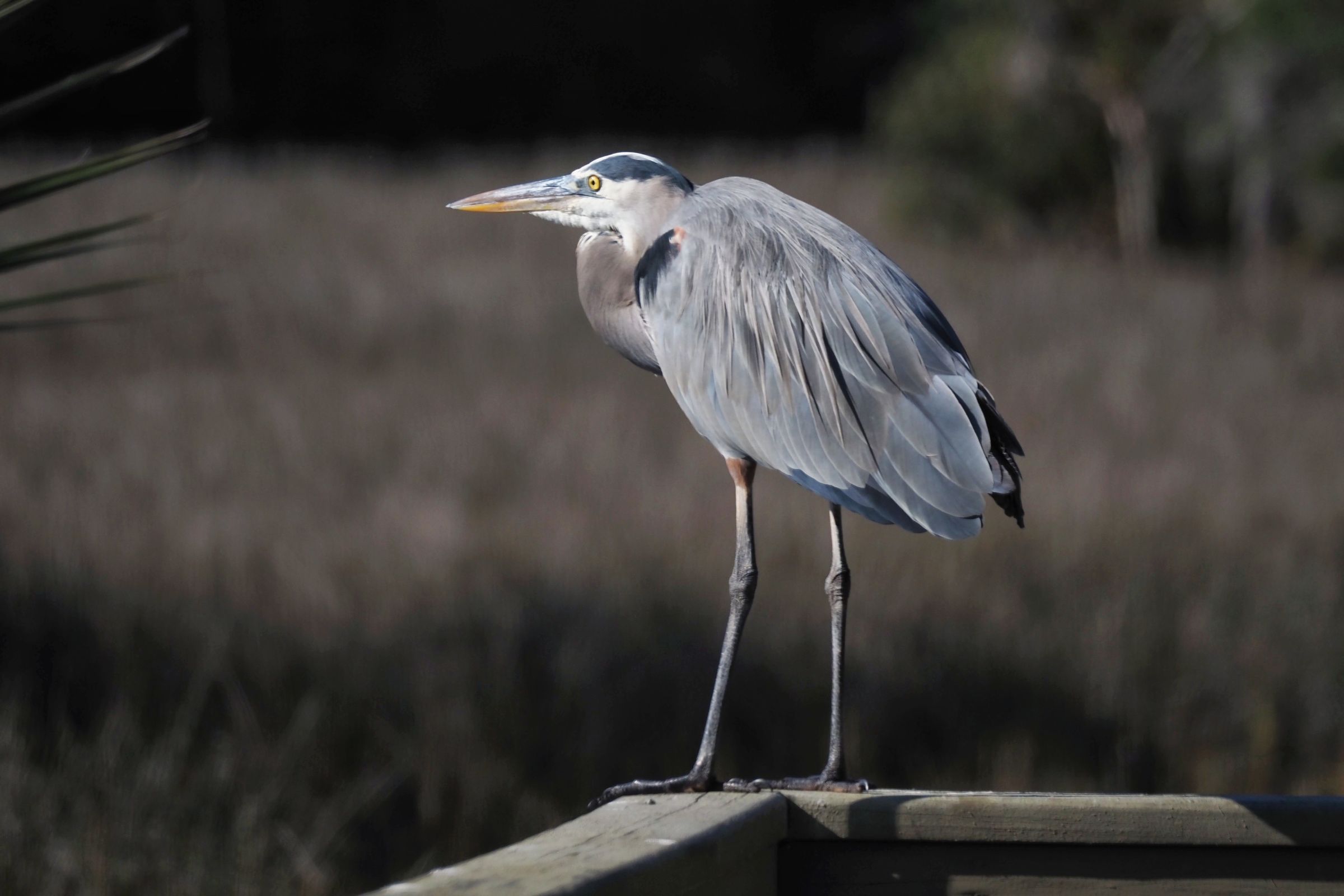 Bosley Images's image