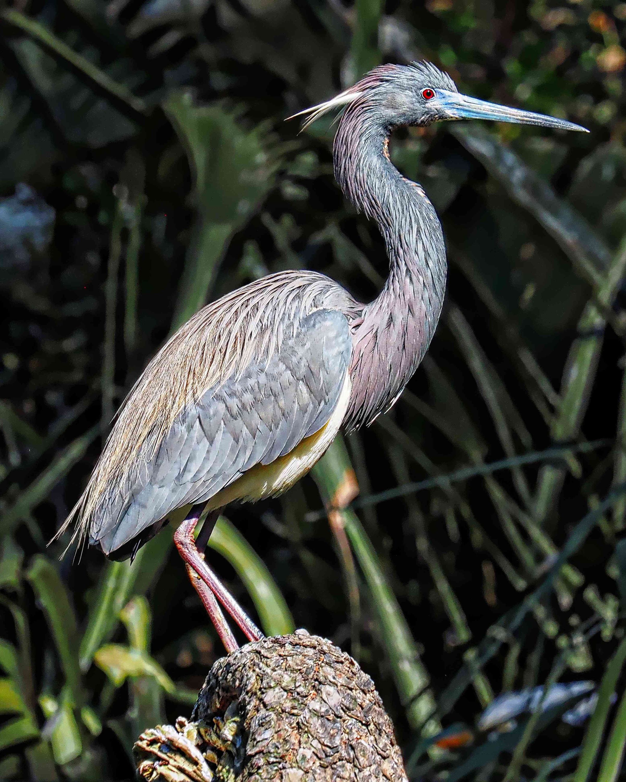 Bosley Images's image