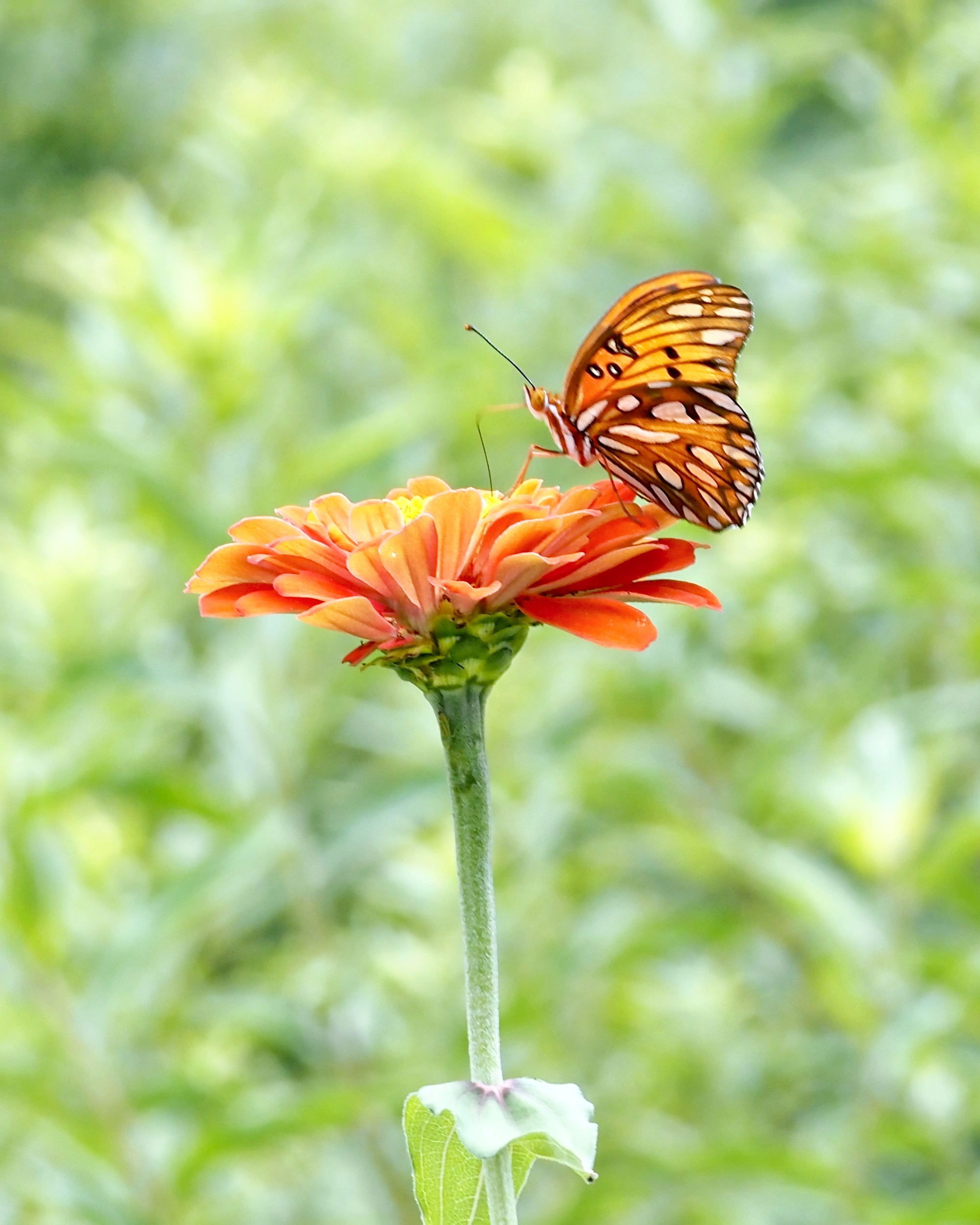 Bosley Images's image