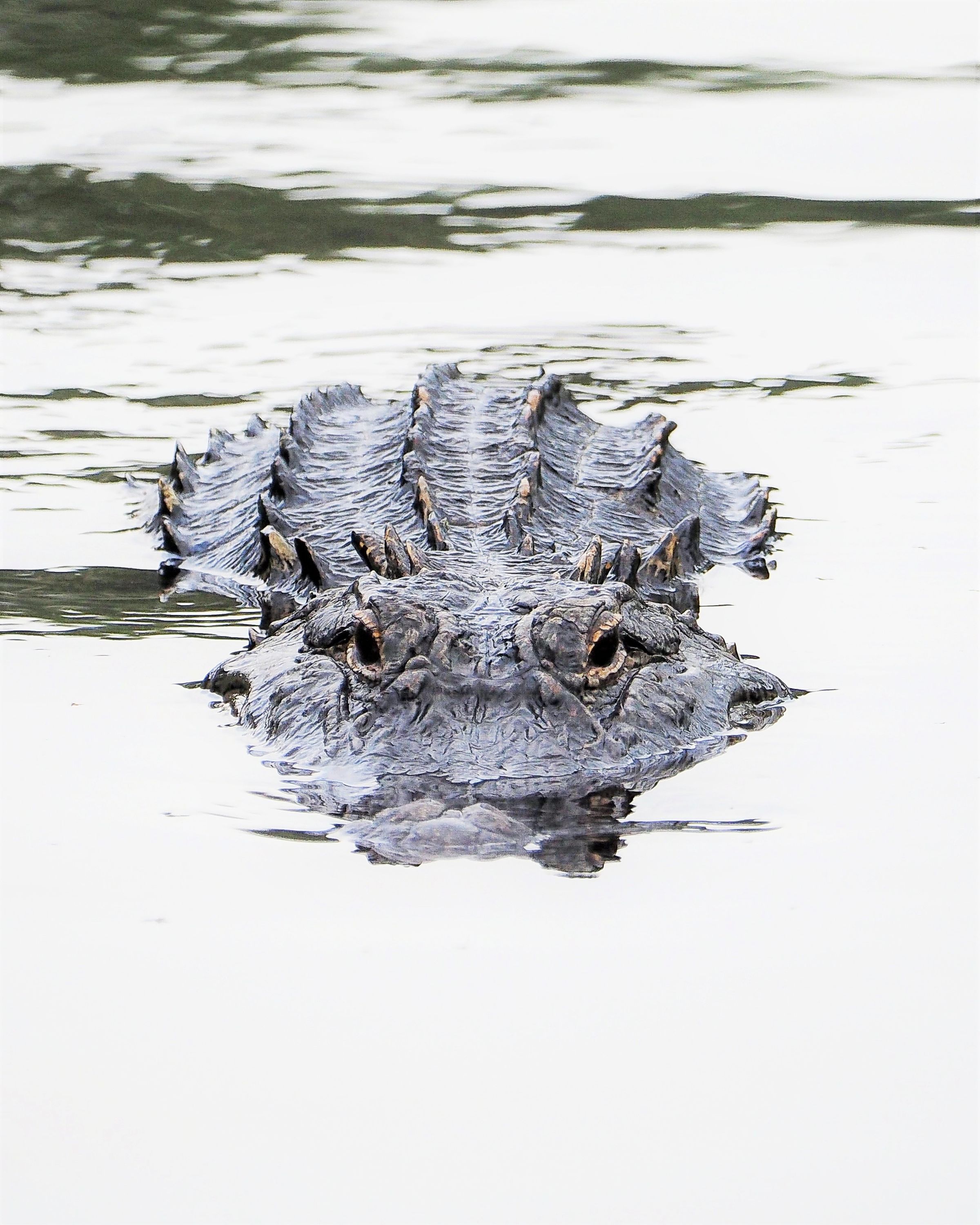 Bosley Images's image