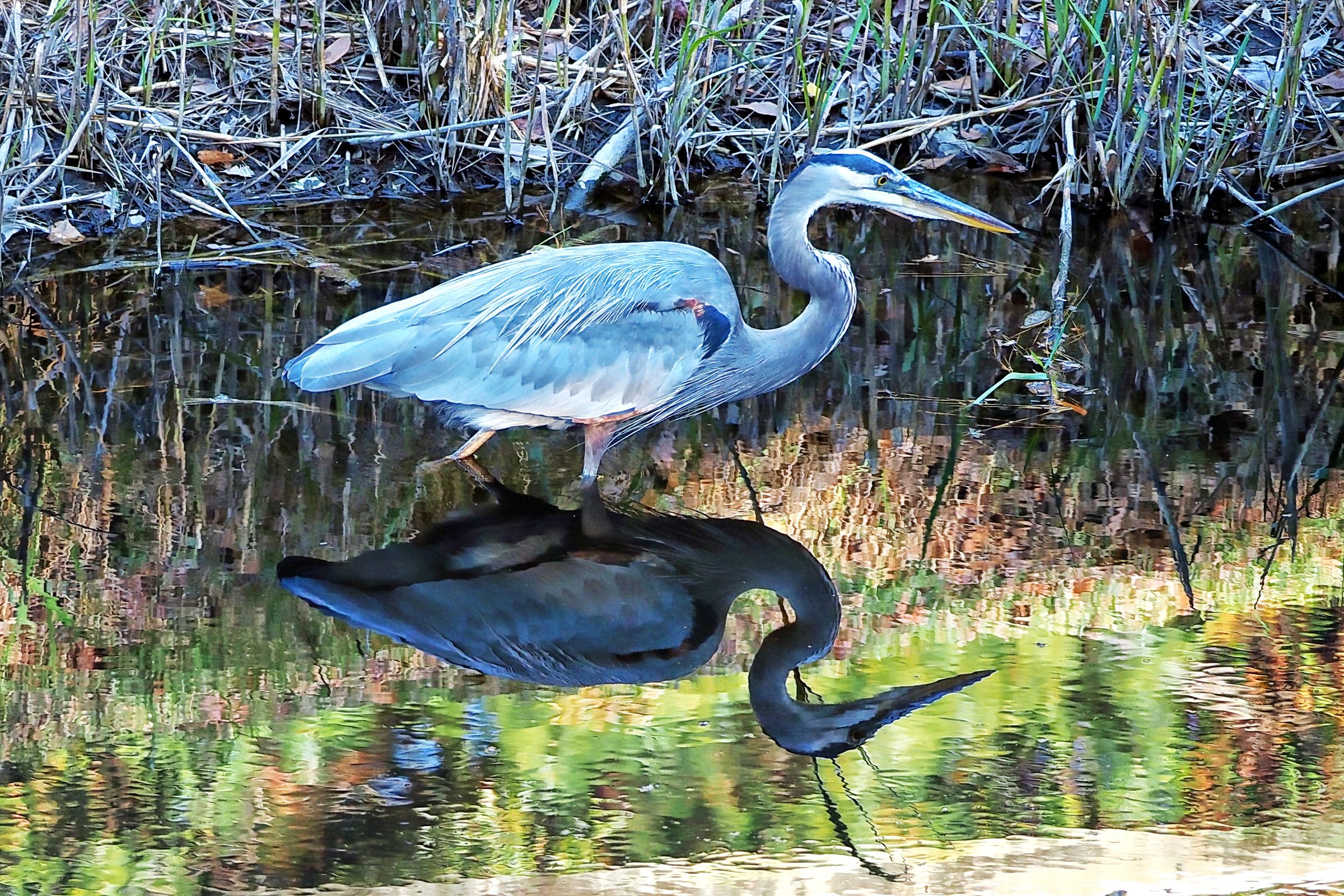 Bosley Images's image