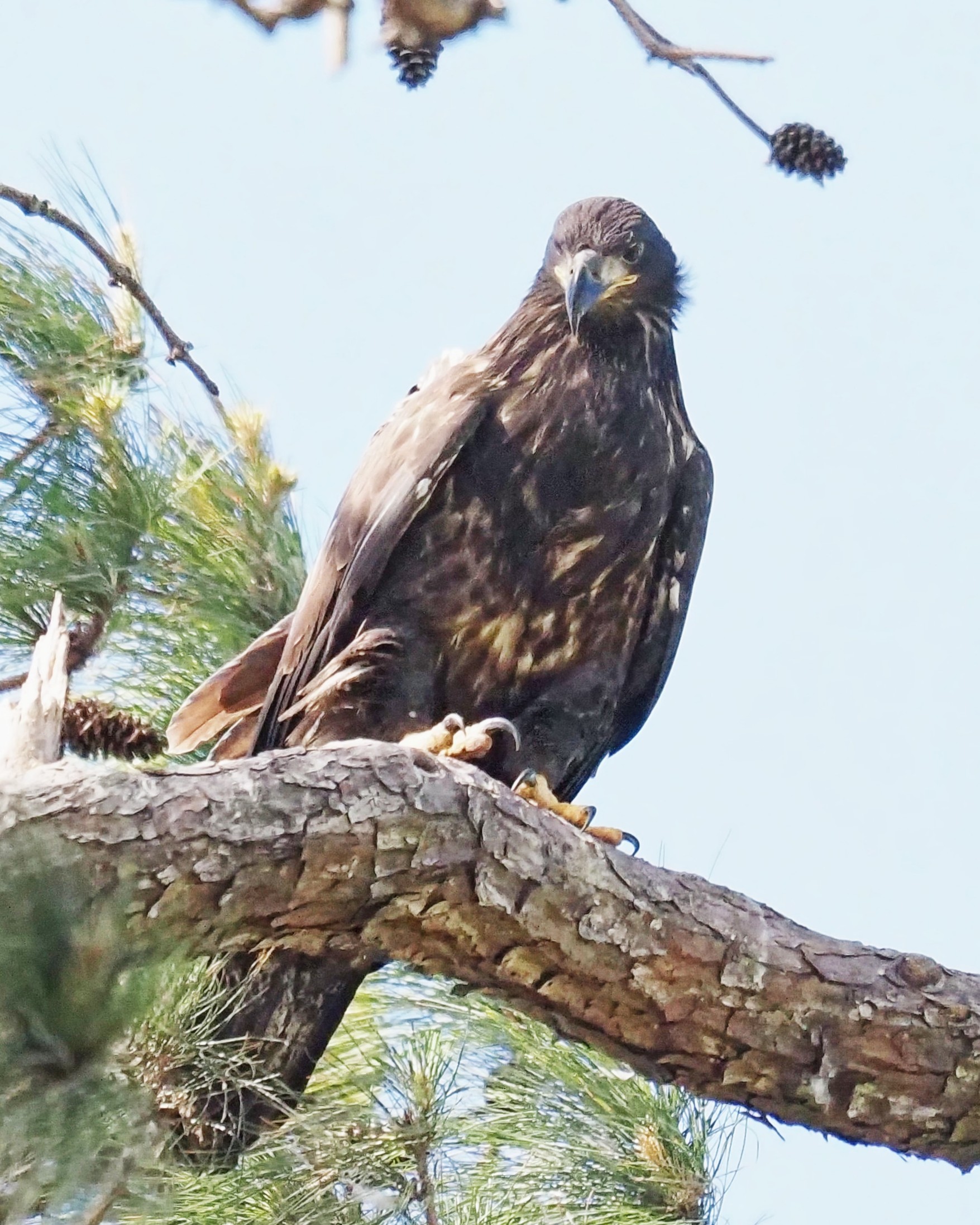 Bosley Images's image