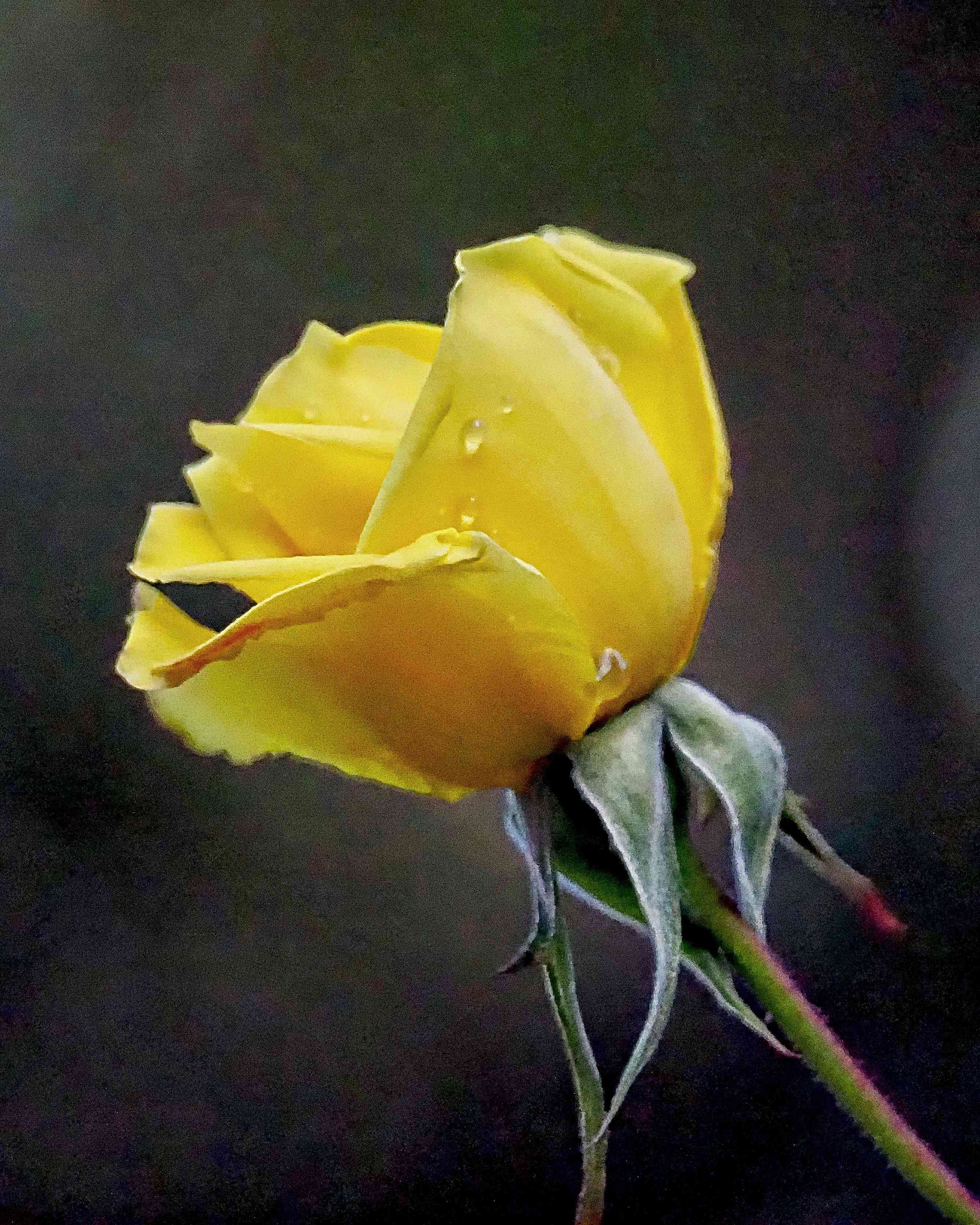 Bosley Images's image