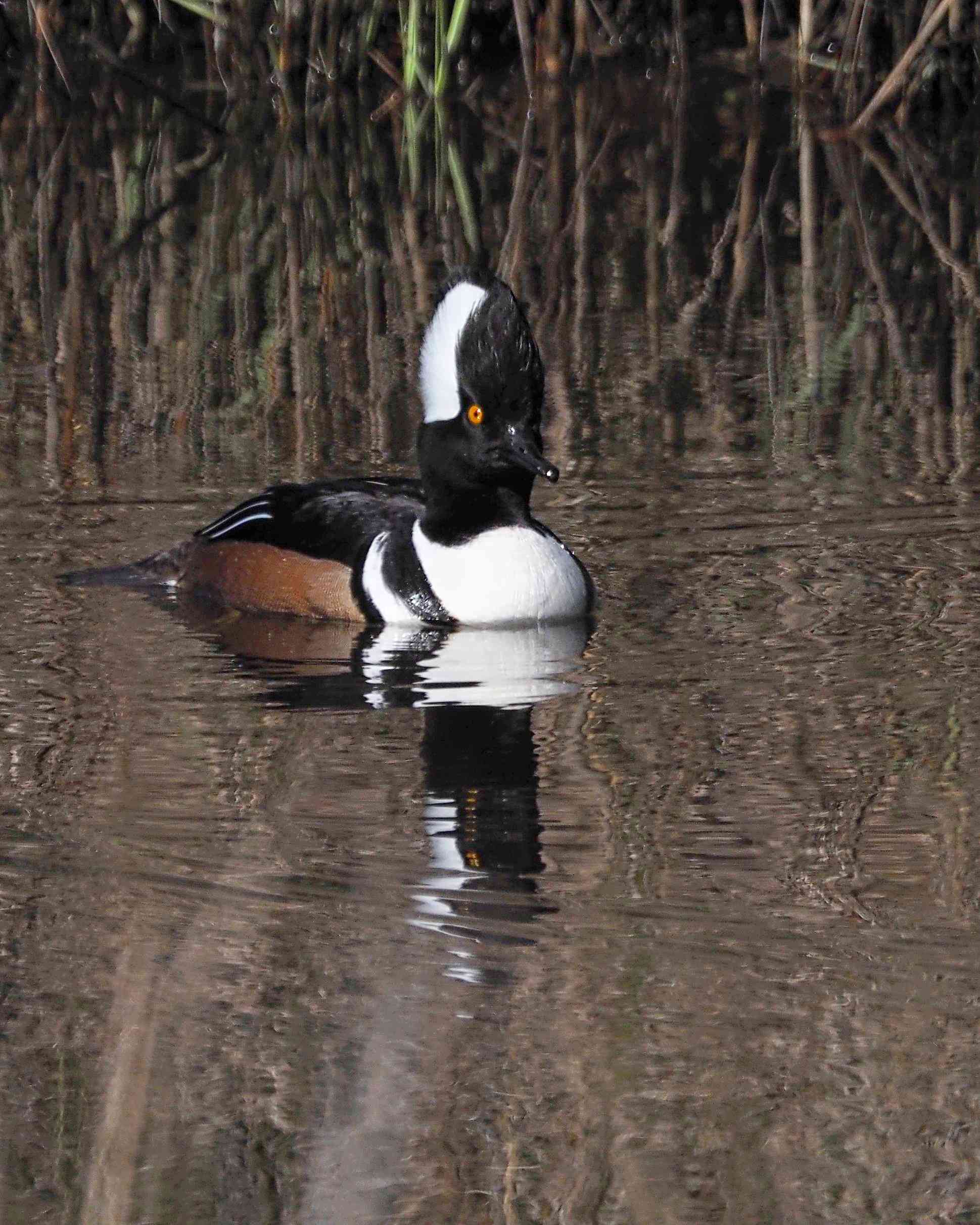 Bosley Images's image