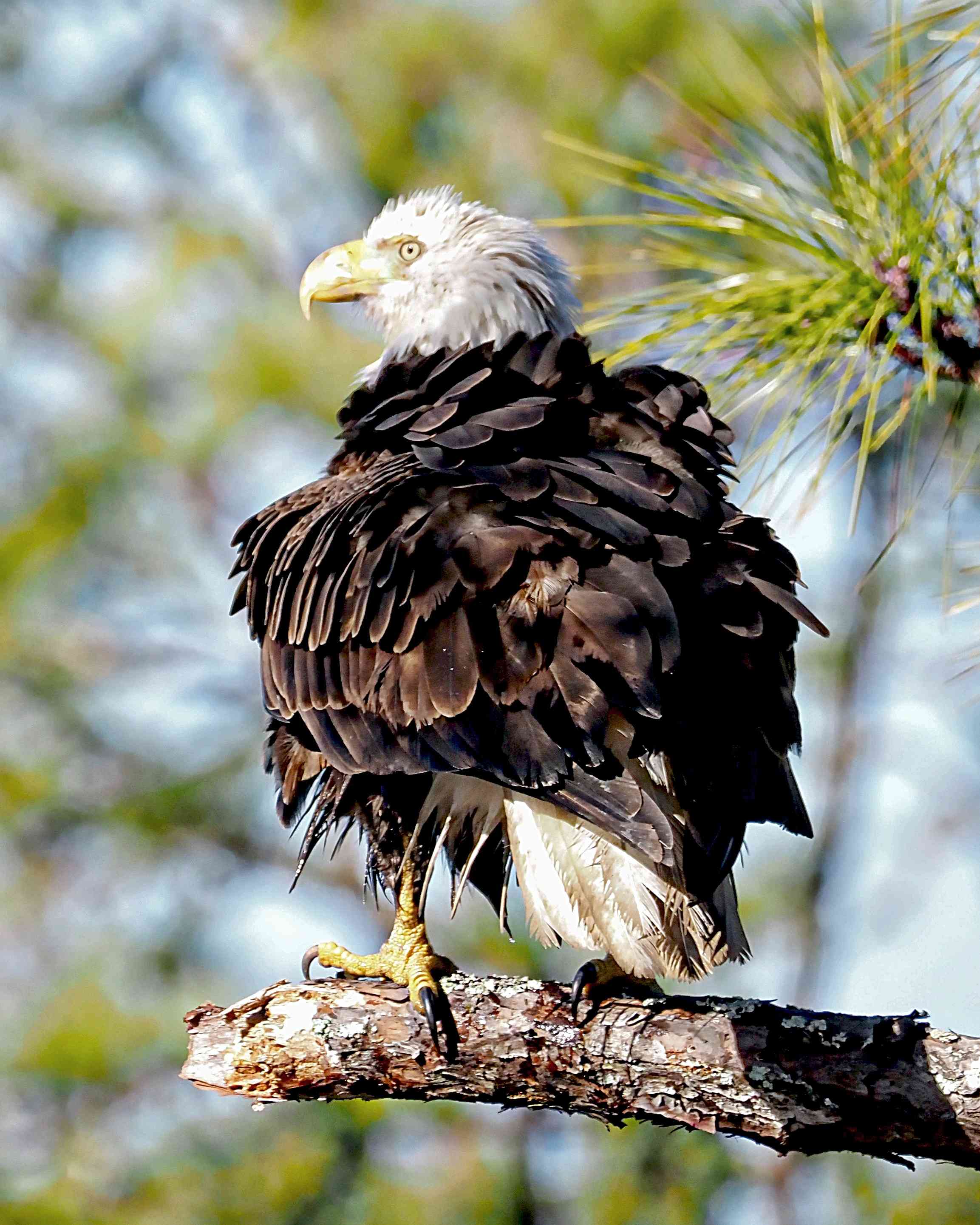 Bosley Images's image