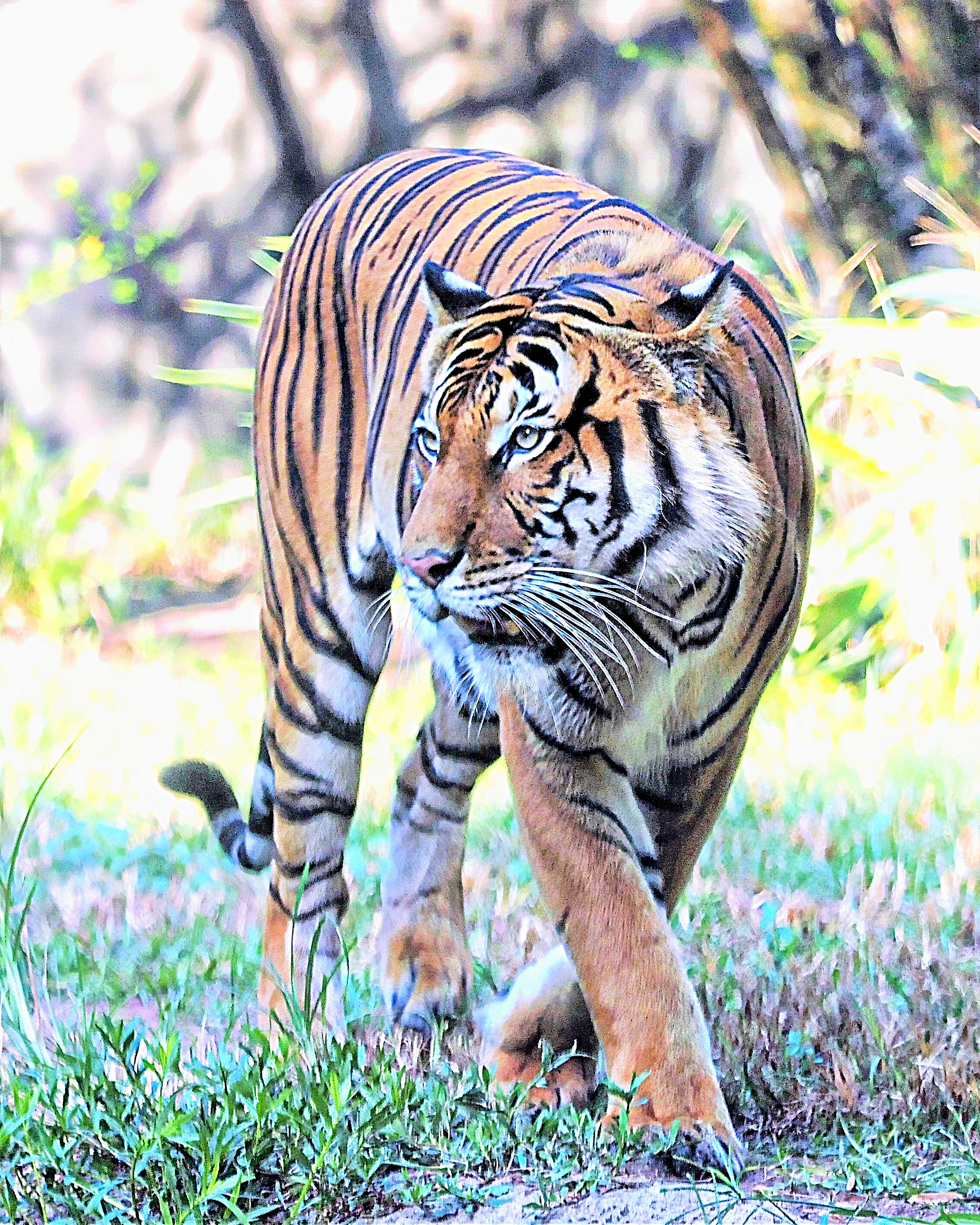 Bosley Images's image