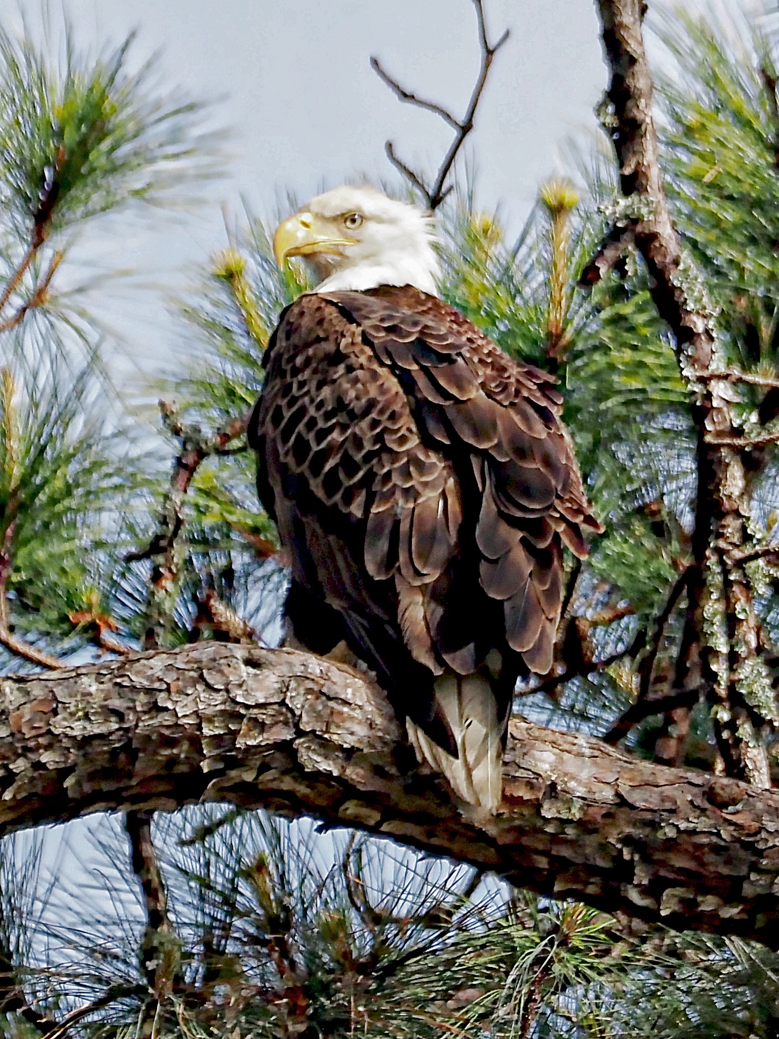 Bosley Images's image