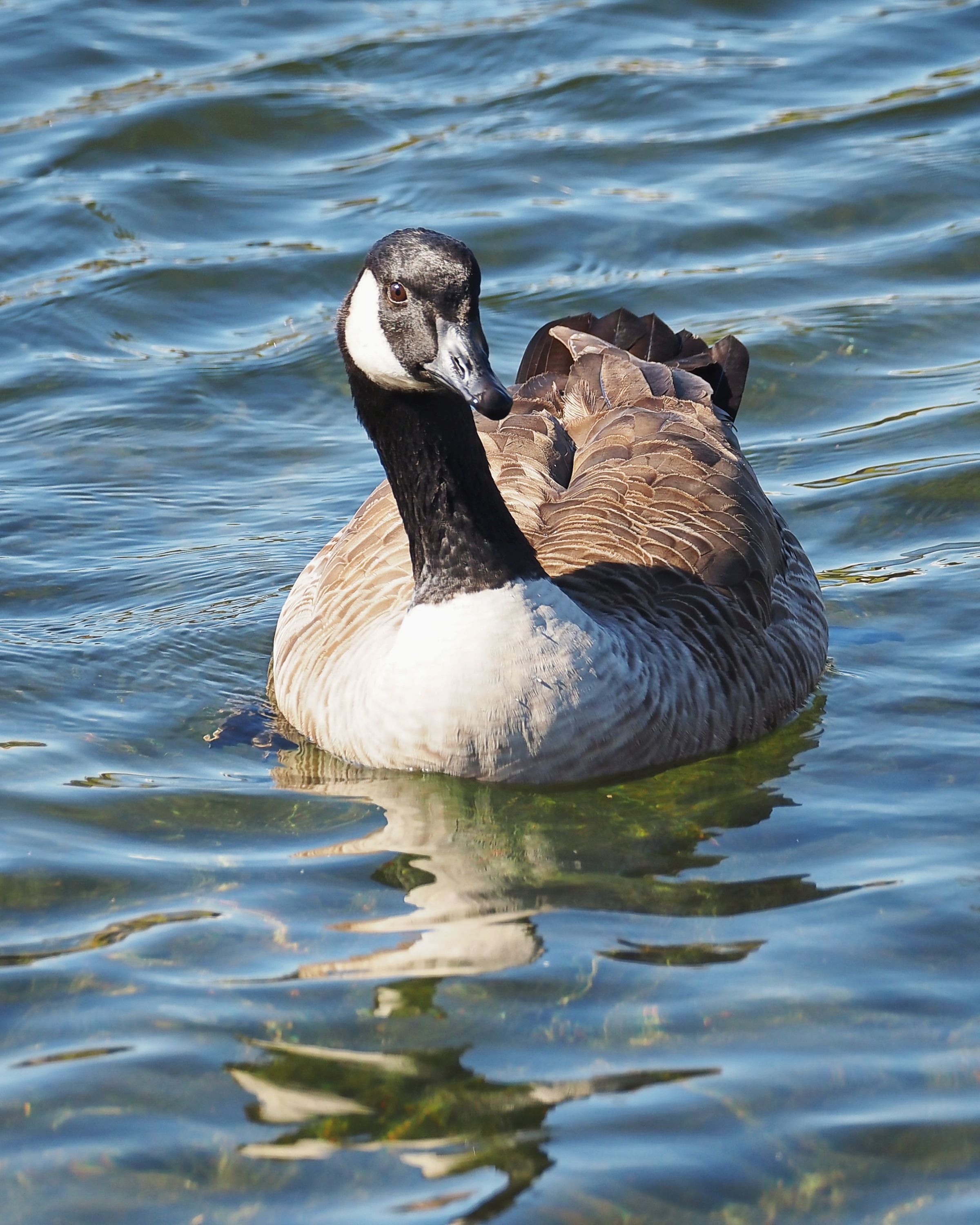 Bosley Images's image