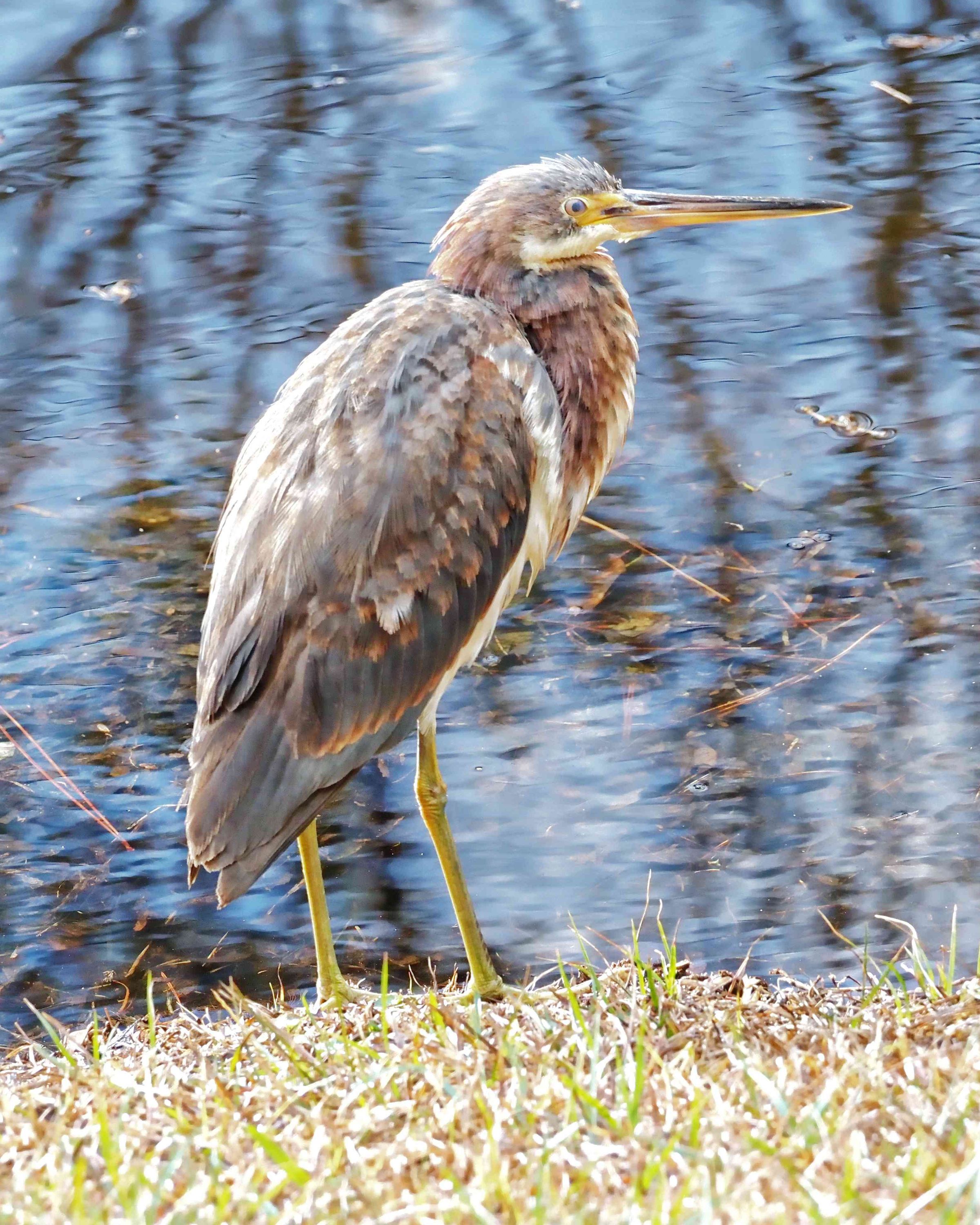 Bosley Images's image