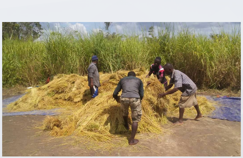 masimbo agriculture program's image