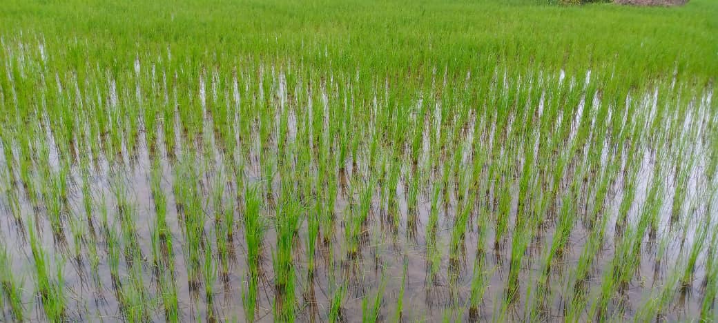 masimbo agriculture program's image