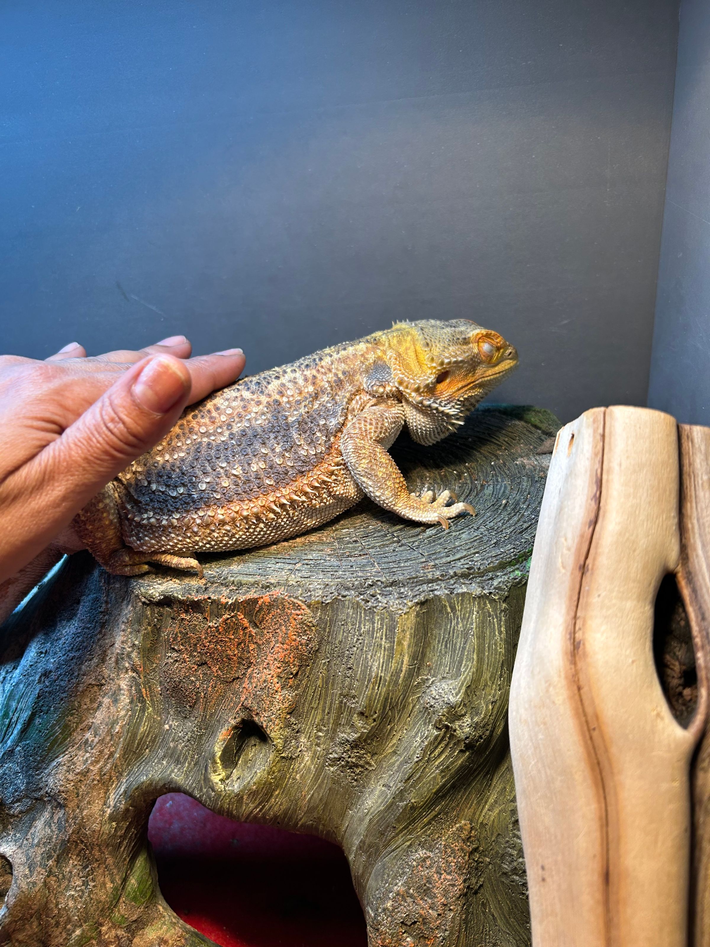 Ms. Dolittle 's image