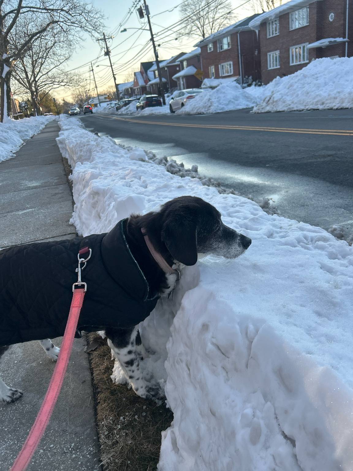 Daphne loves winter walks