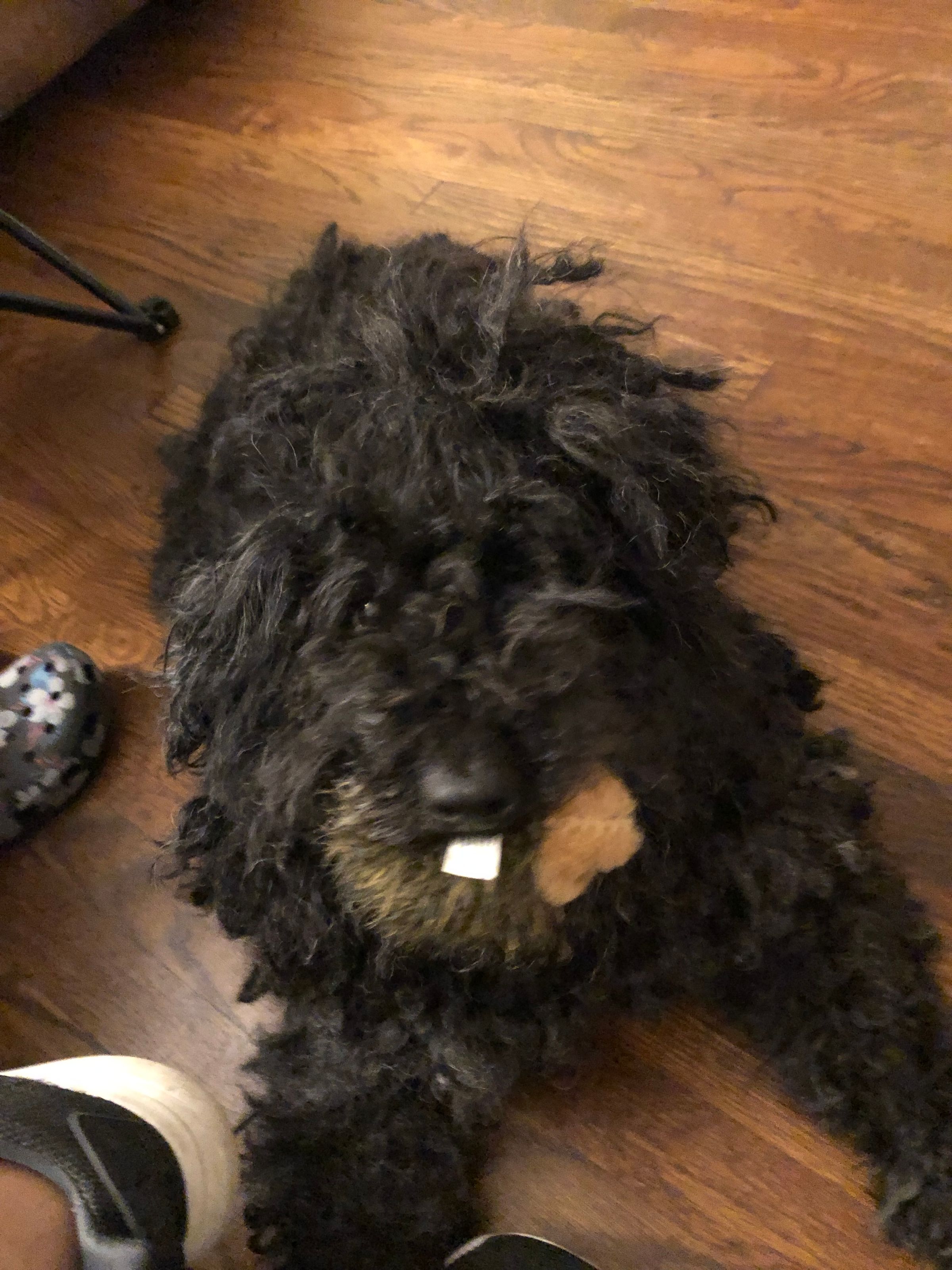 Brooklyn loves toys