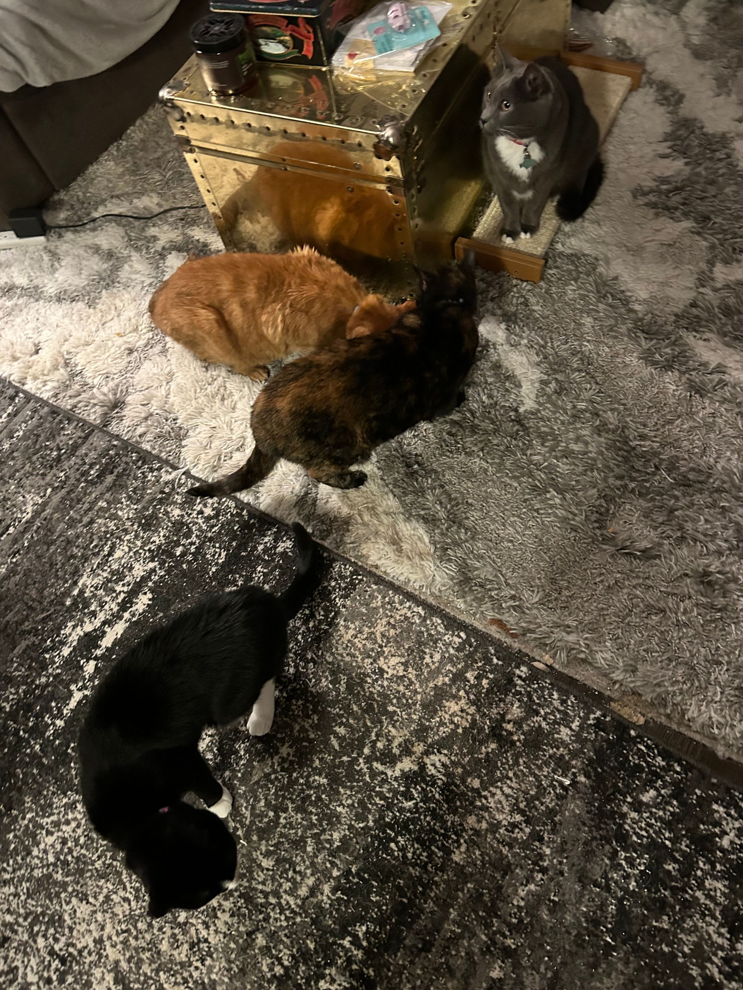 Ms. Dolittle 's image