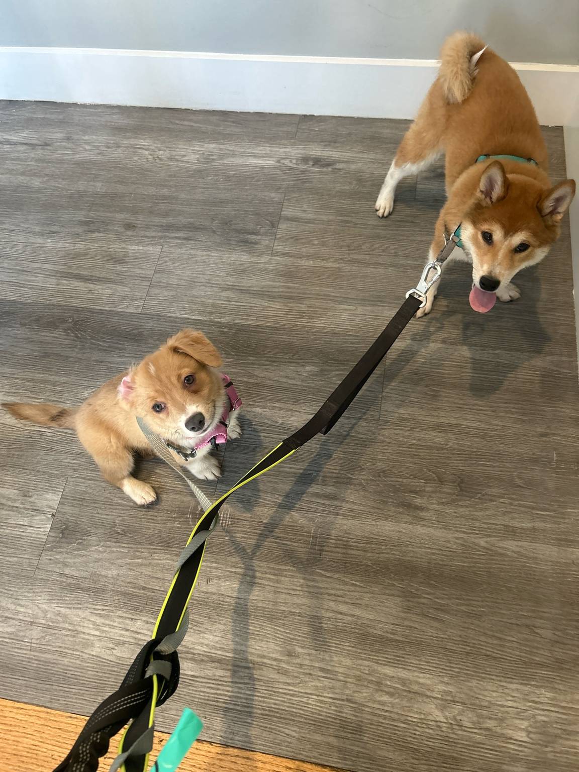 Mika and Lyla after the walk 