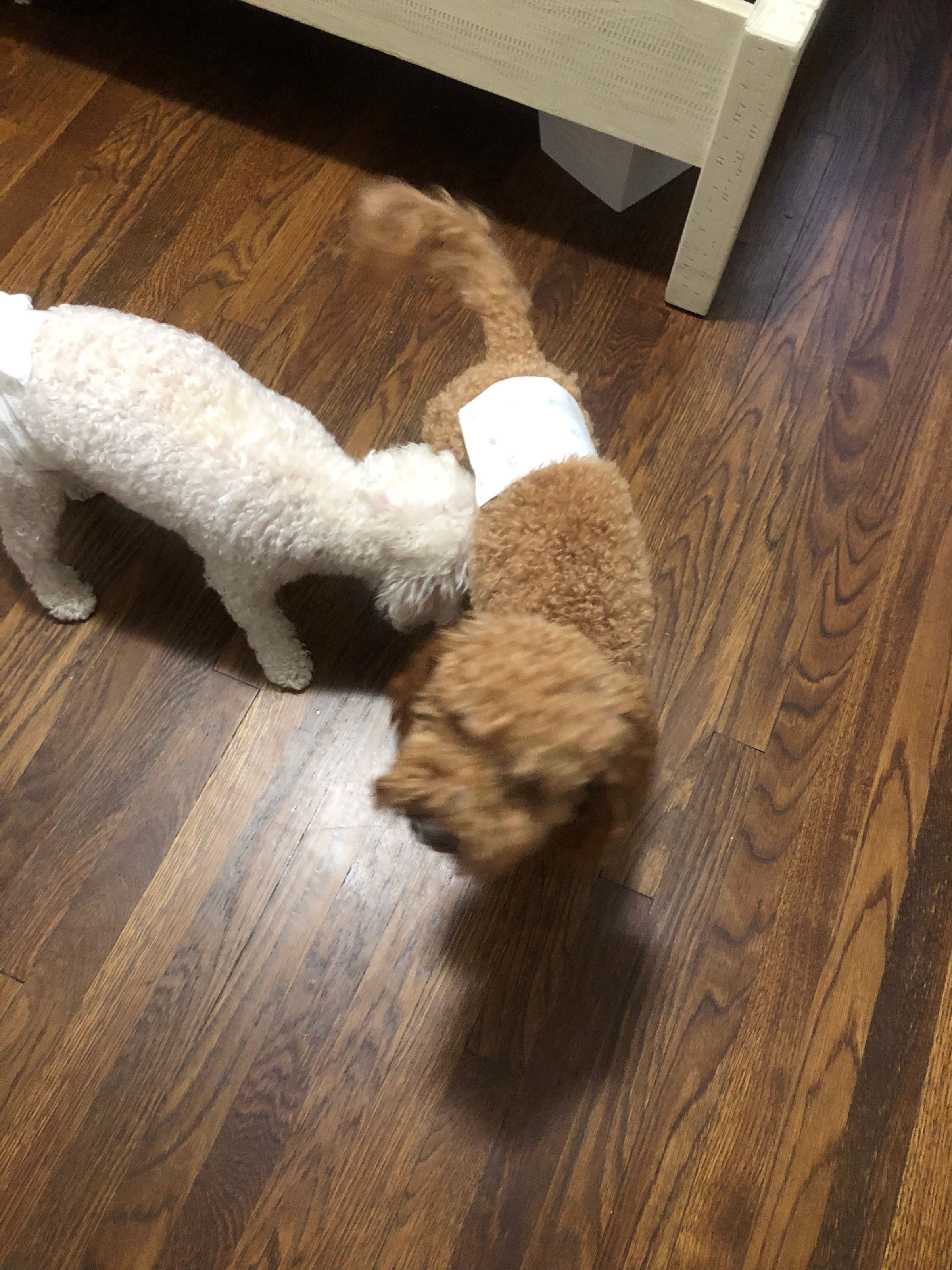 Kai and Milo playdate 
