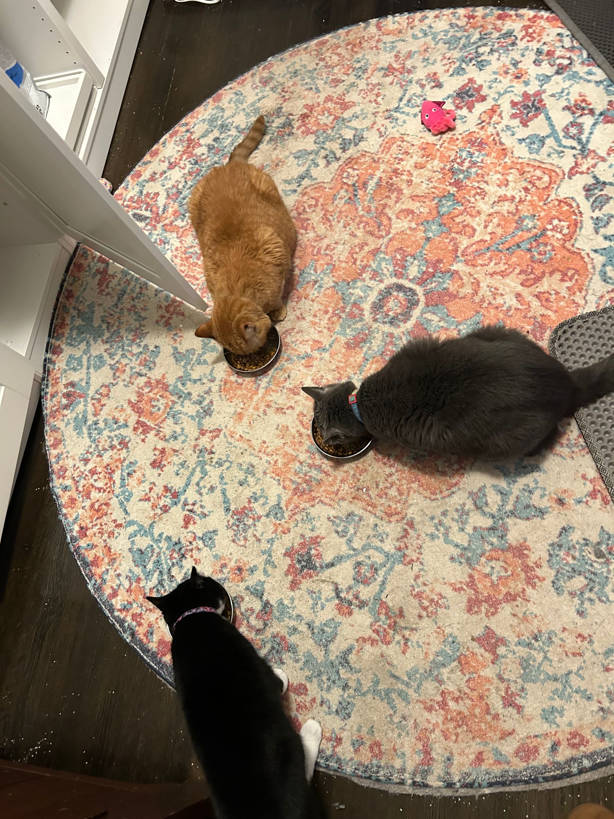 Ms. Dolittle 's image