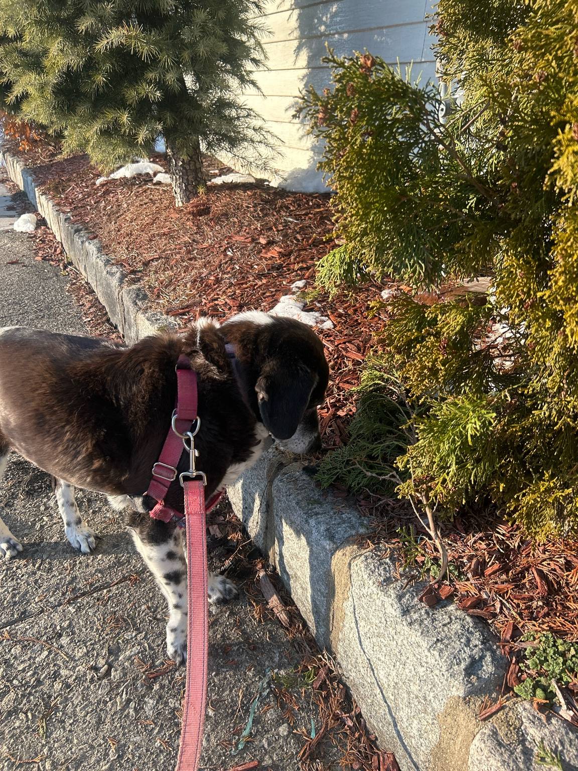 Daphne sniffing around 