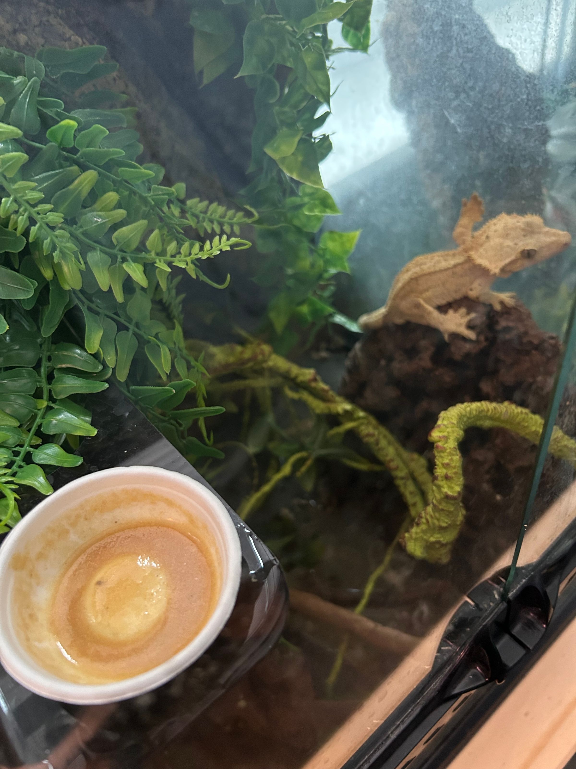 Ms. Dolittle 's image