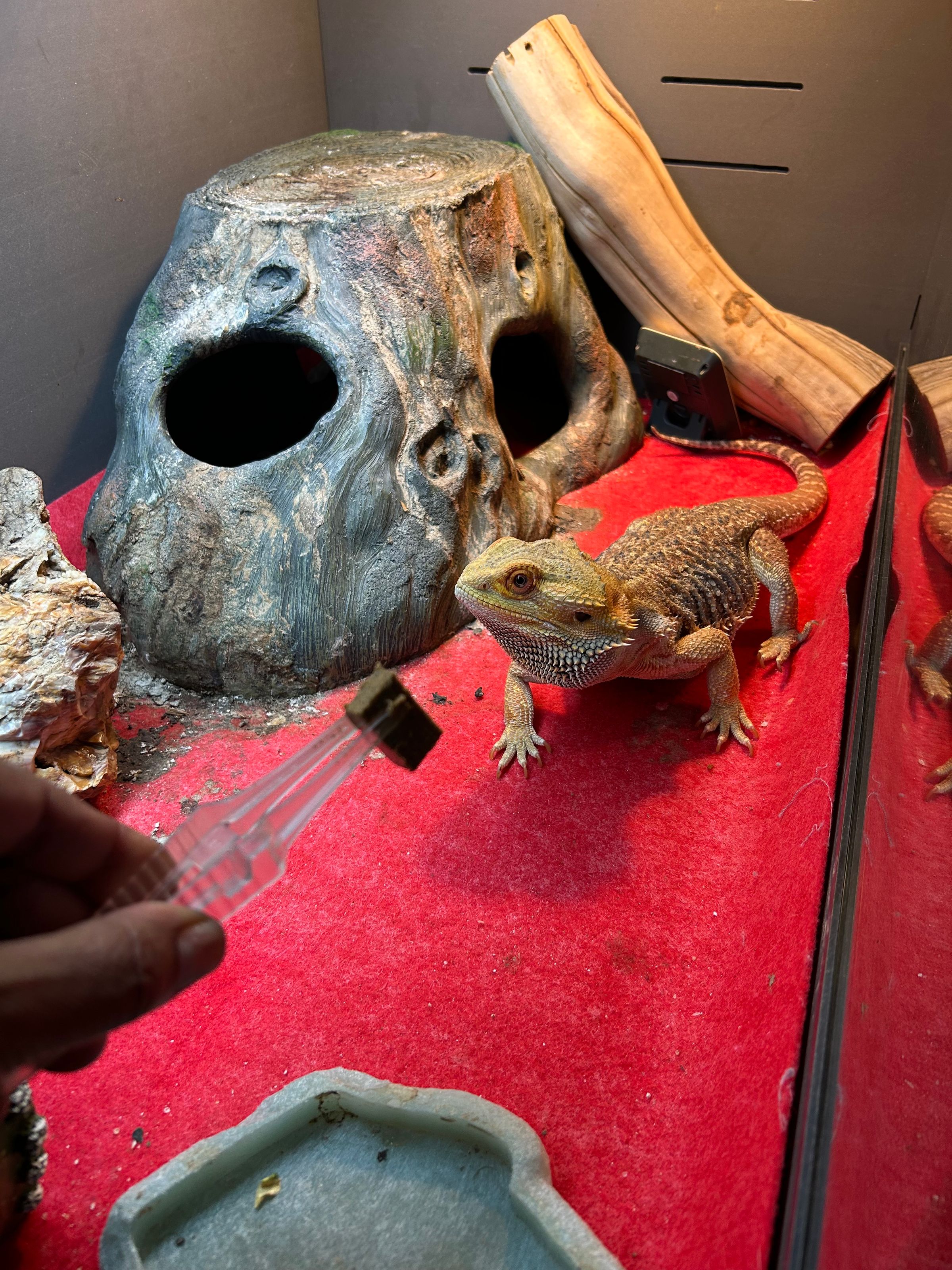 Ms. Dolittle 's image