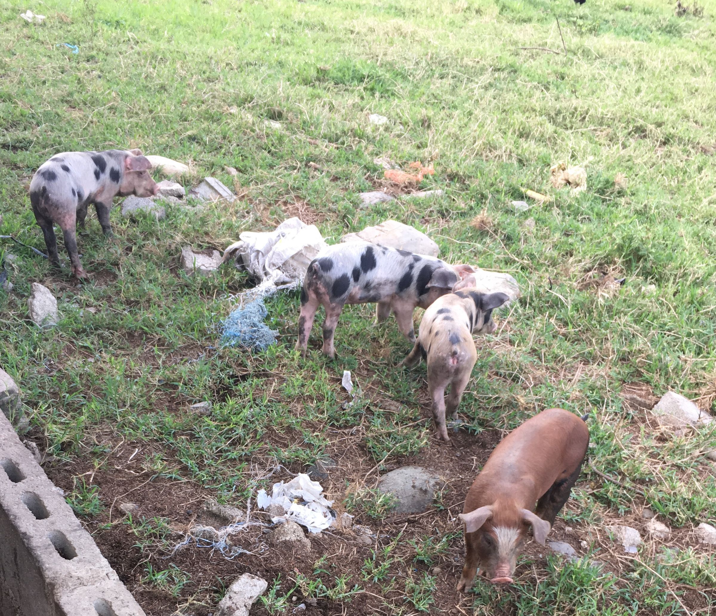 The piglets 