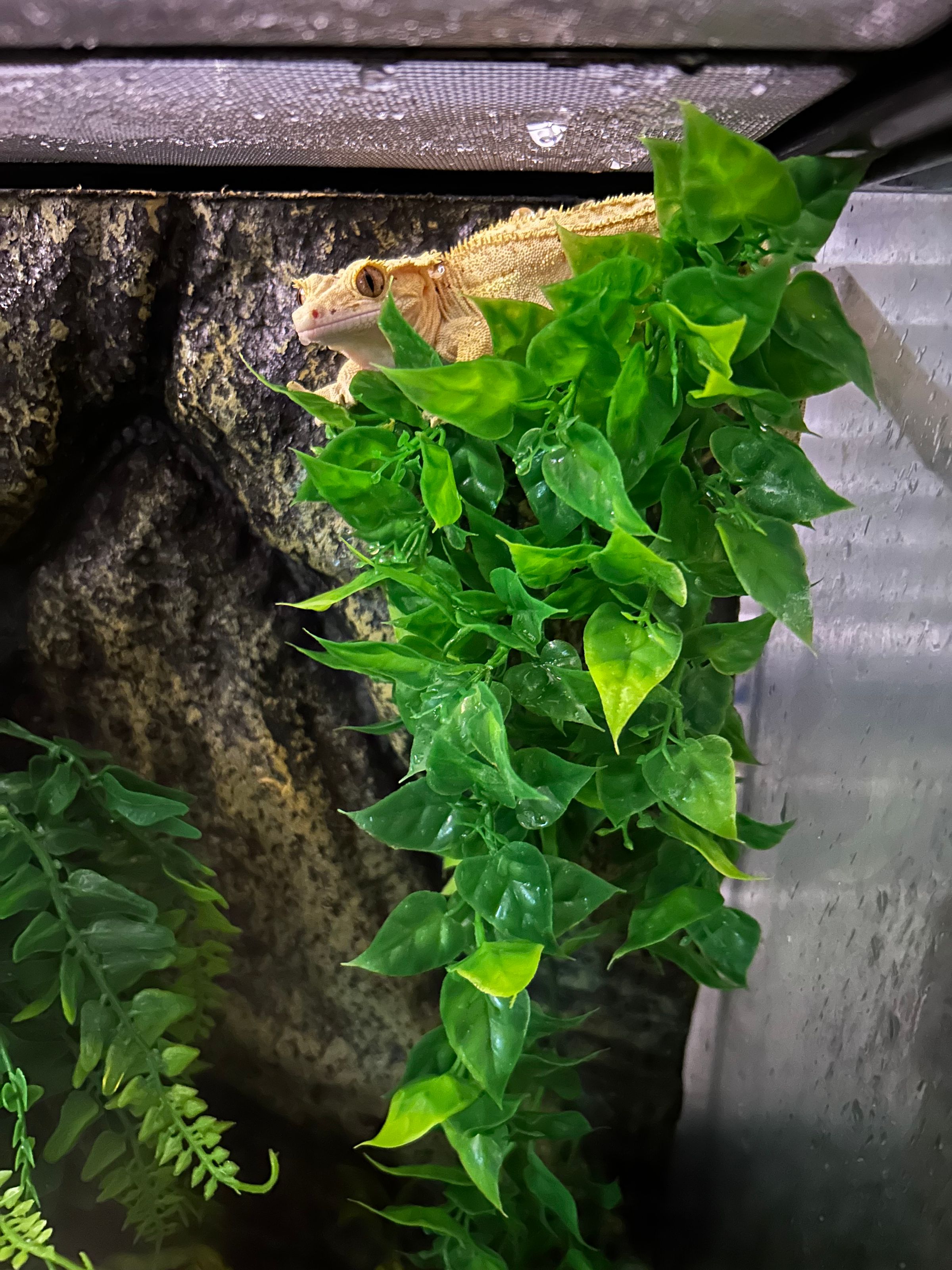 Ms. Dolittle 's image