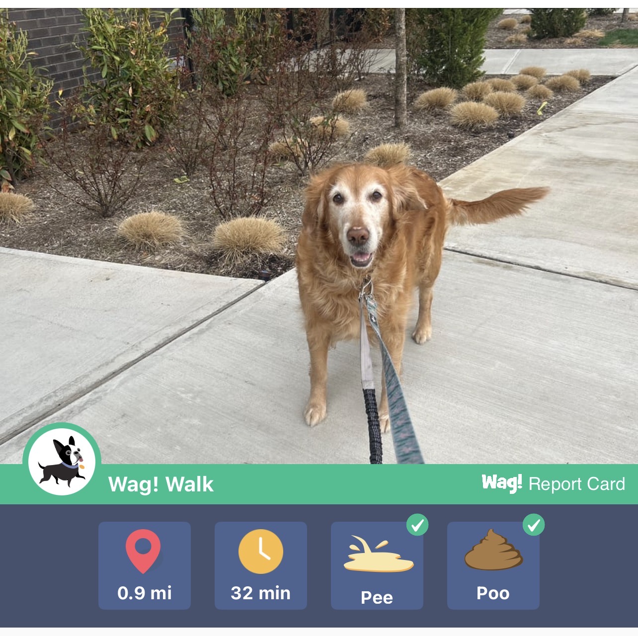 Bella ready for her walk