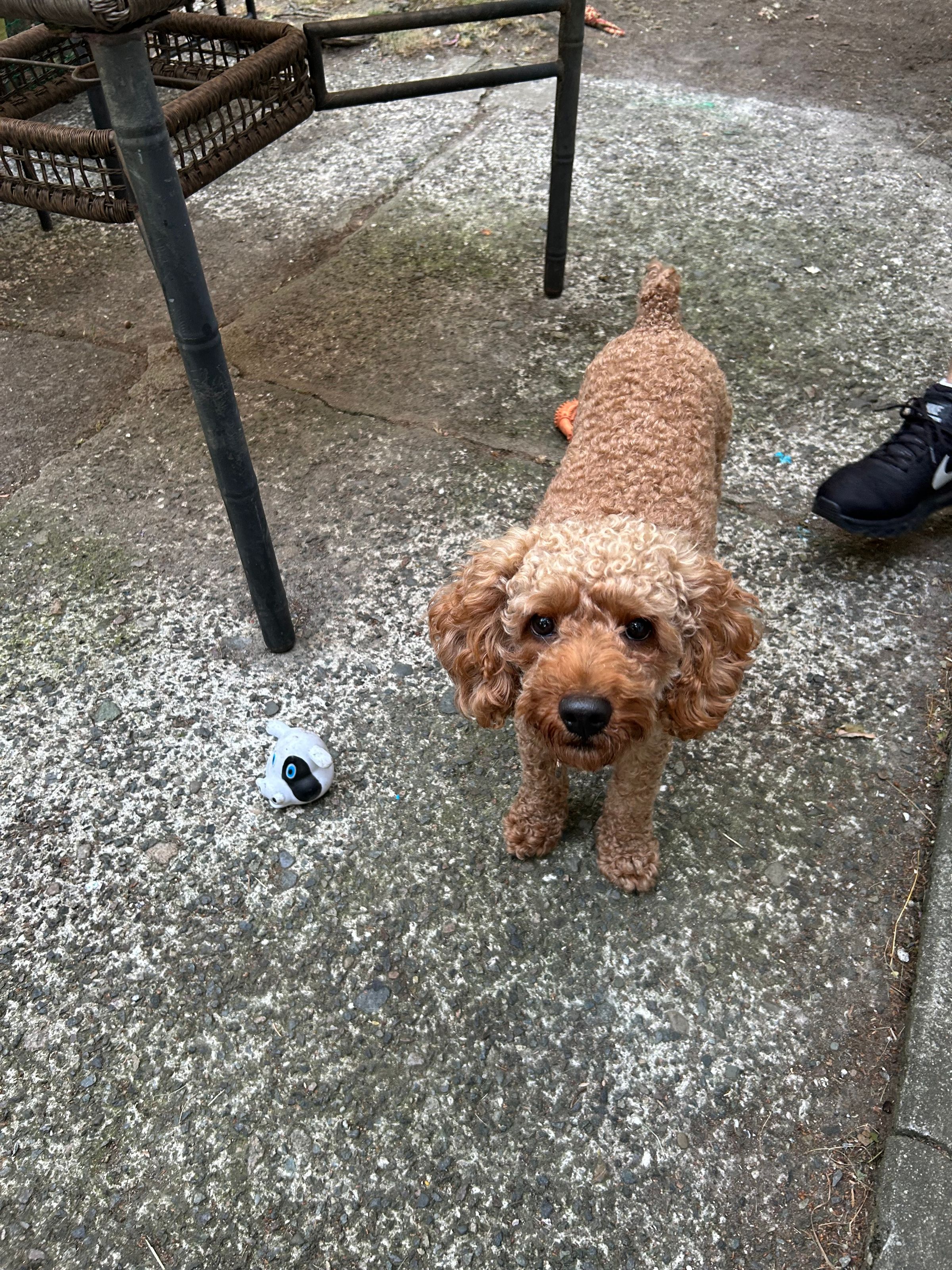 Our playful friend Jax 