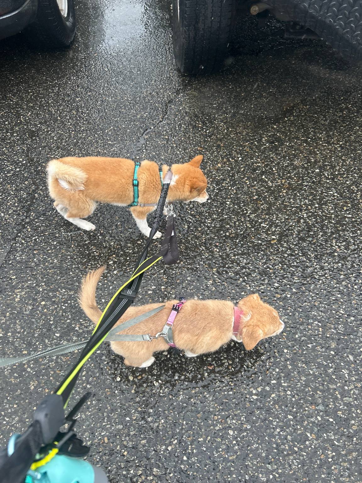 Mika and Lyla enjoying their walk