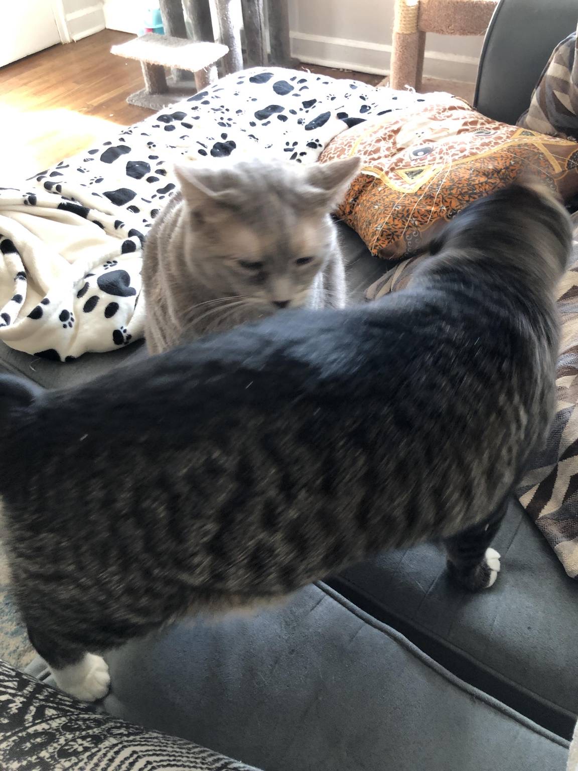 Lucy and Rascals