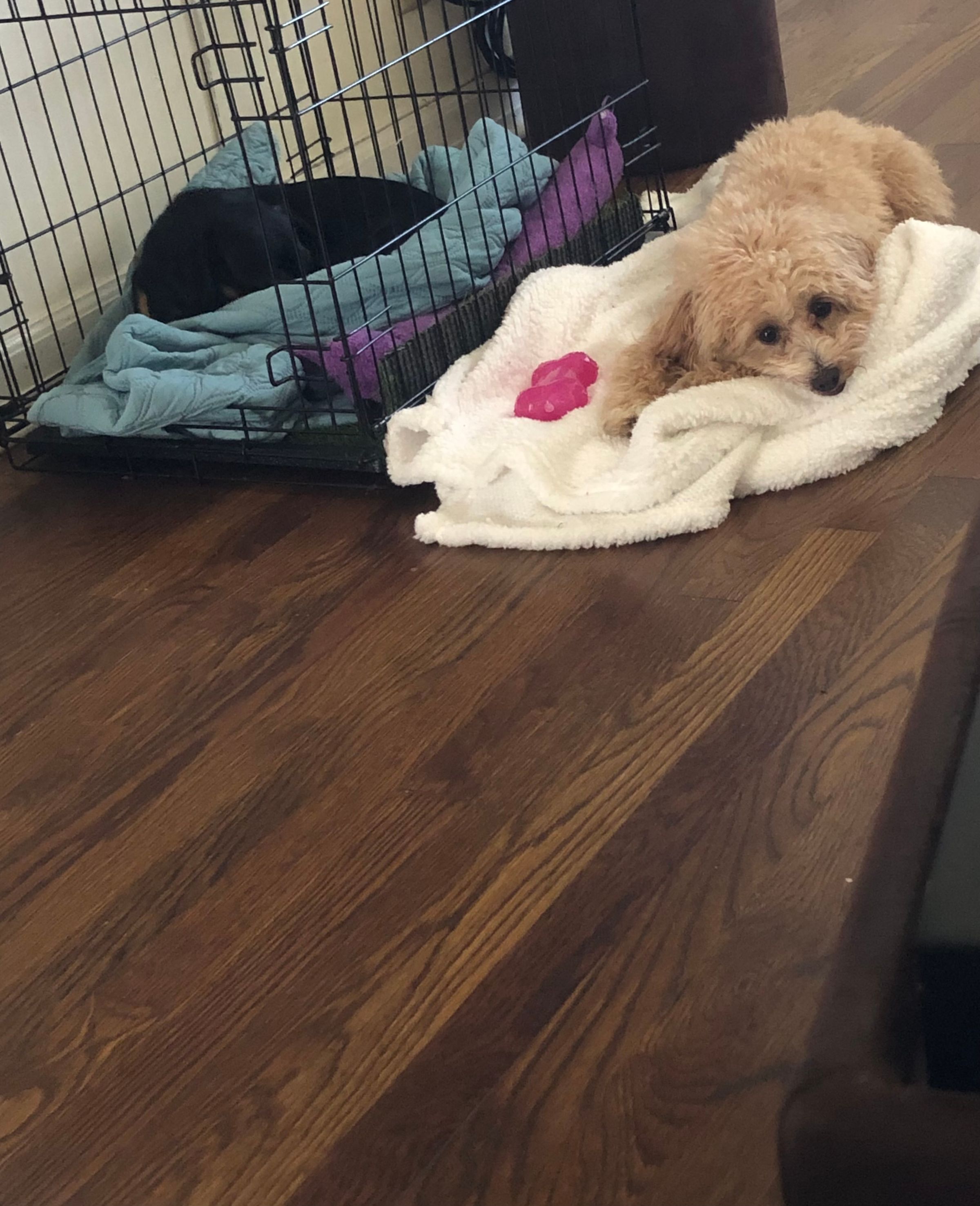 Noodles loves Lucy