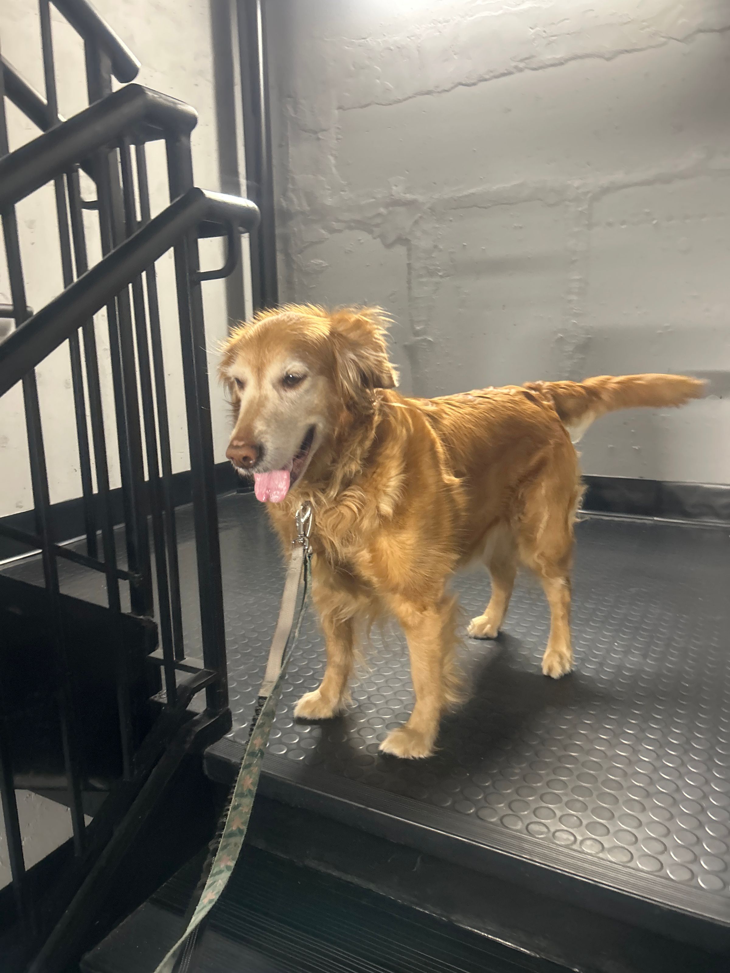 Bella ready for her walk