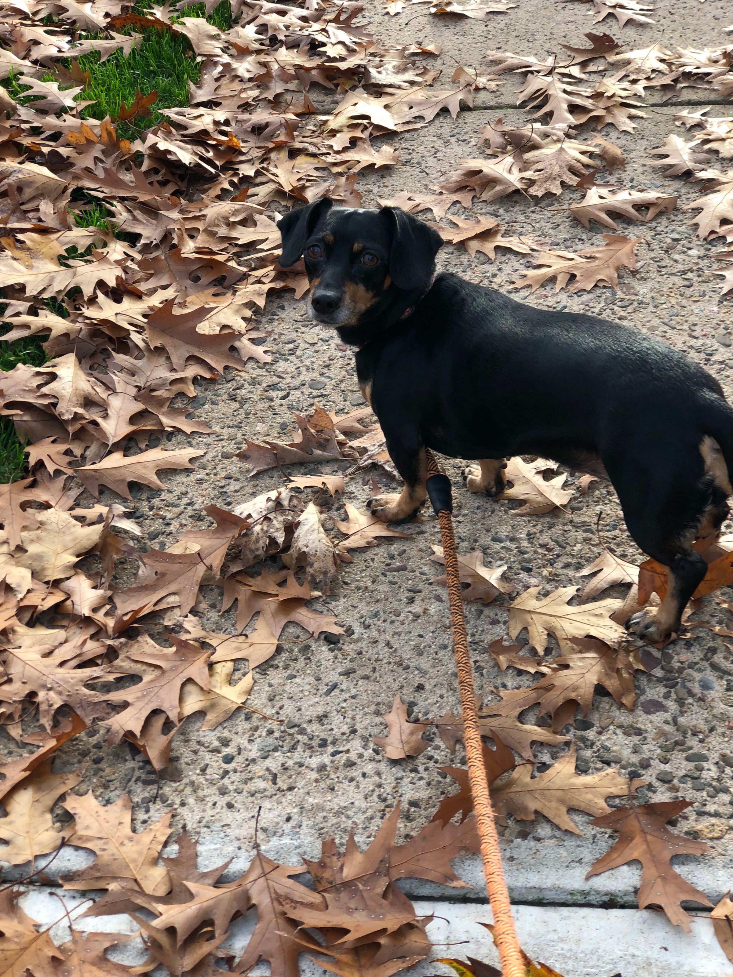 Lucy enjoyed the fall season 