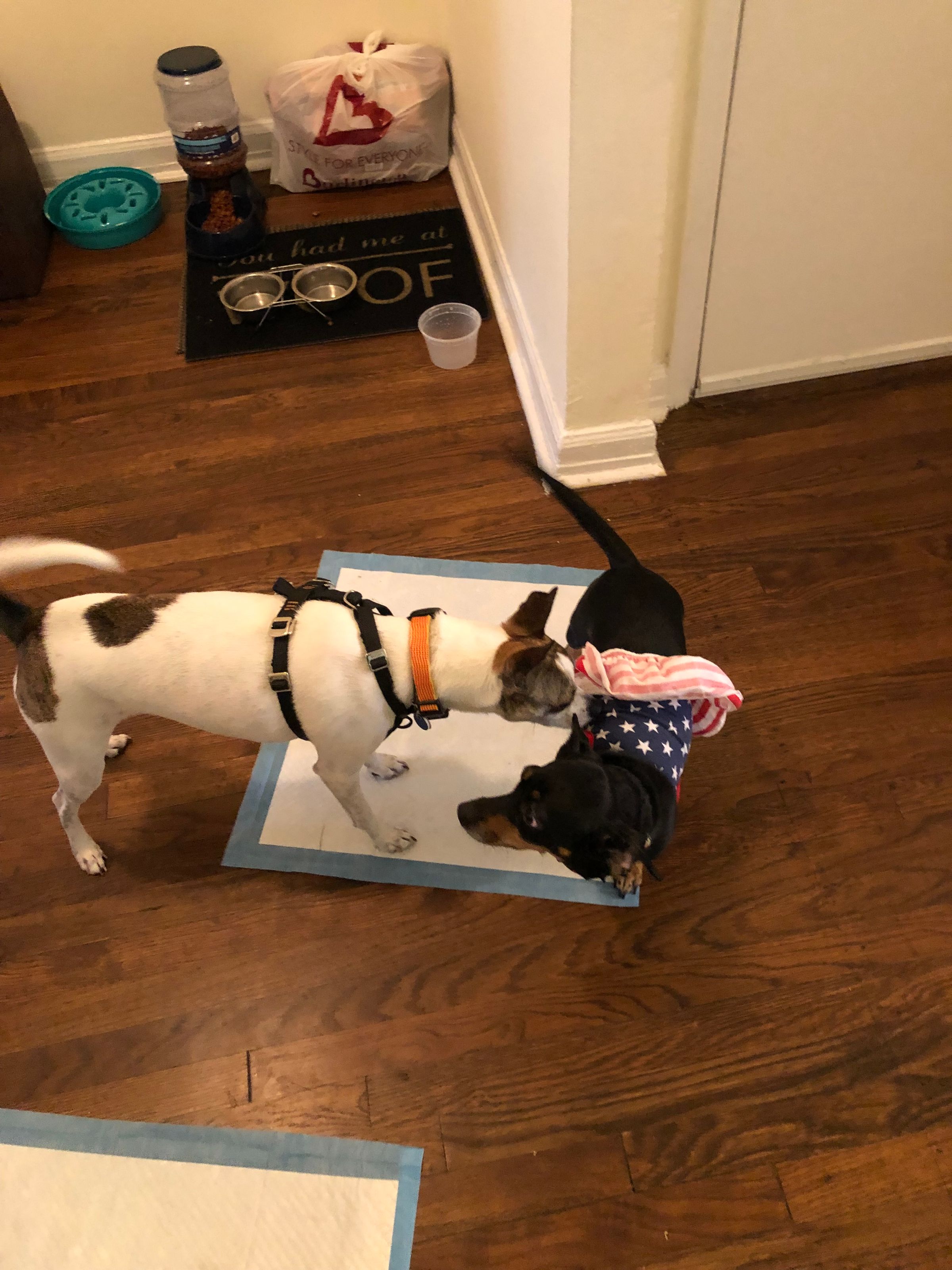 Our friend Indy getting acquainted