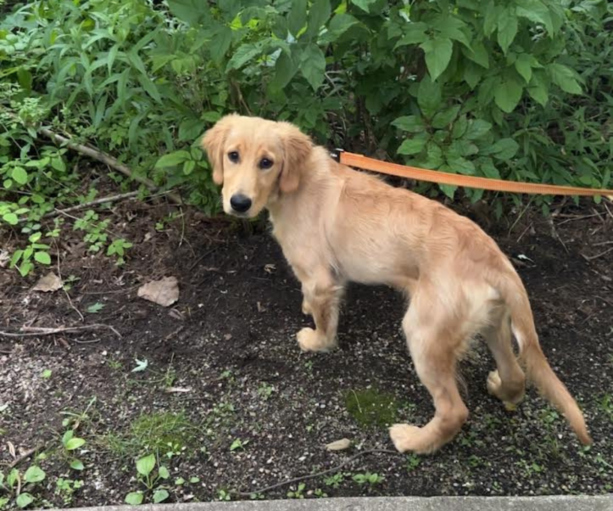 Walters Way LLC | Dog Training's image