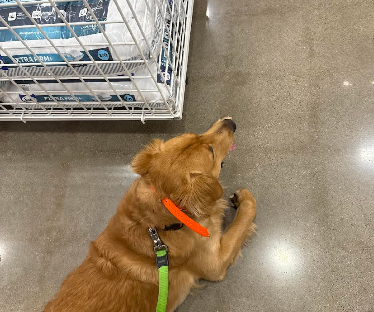 Walters Way LLC | Dog Training's image