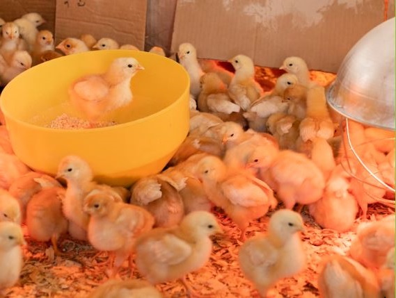 S&N Web Development's image