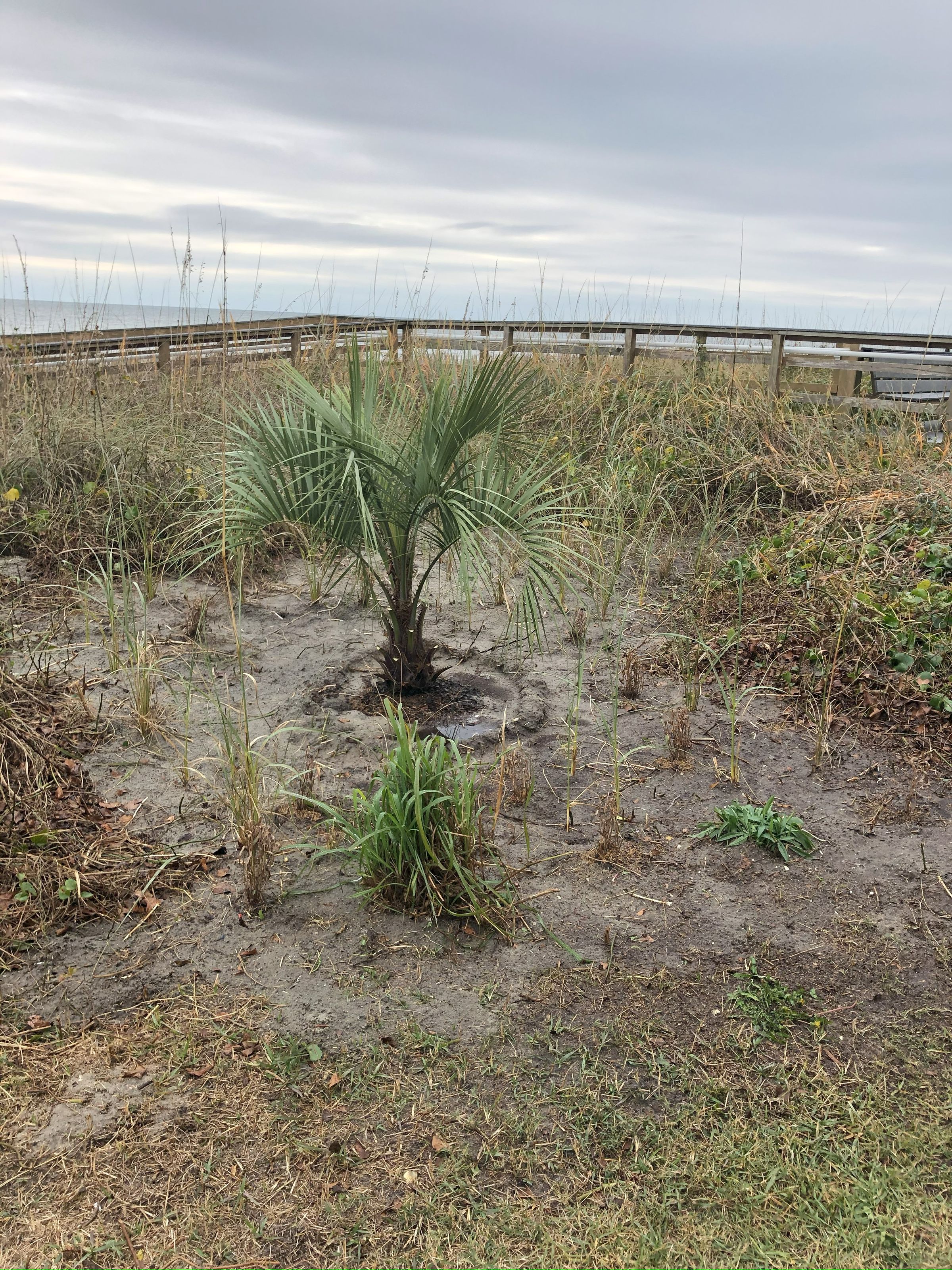 Seaside Greenery Coastal Landscaping - Myrtle Beach, SC's image