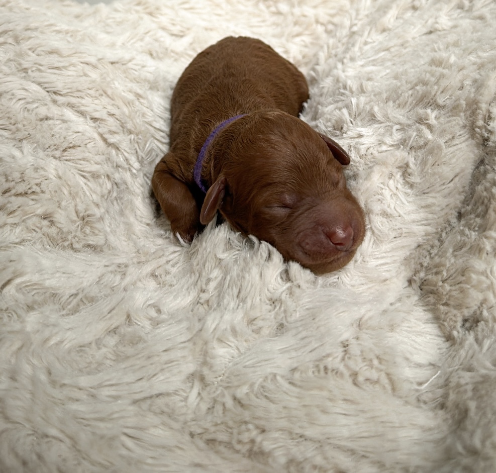 leslie irishdoodles's image