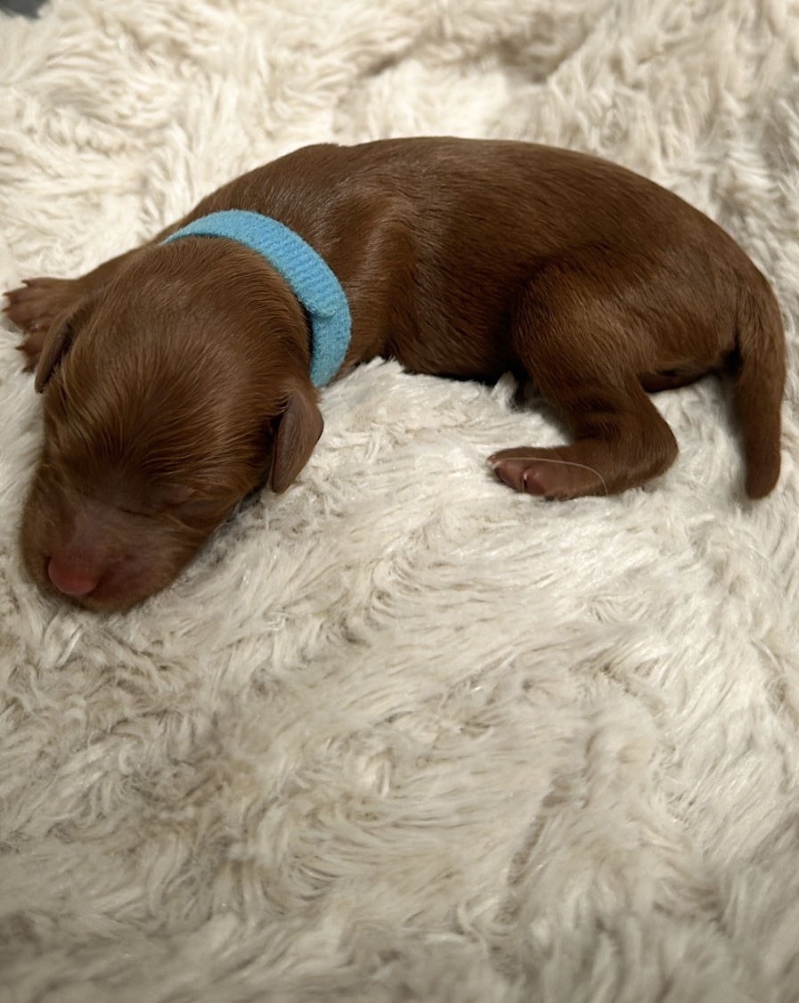 leslie irishdoodles's image