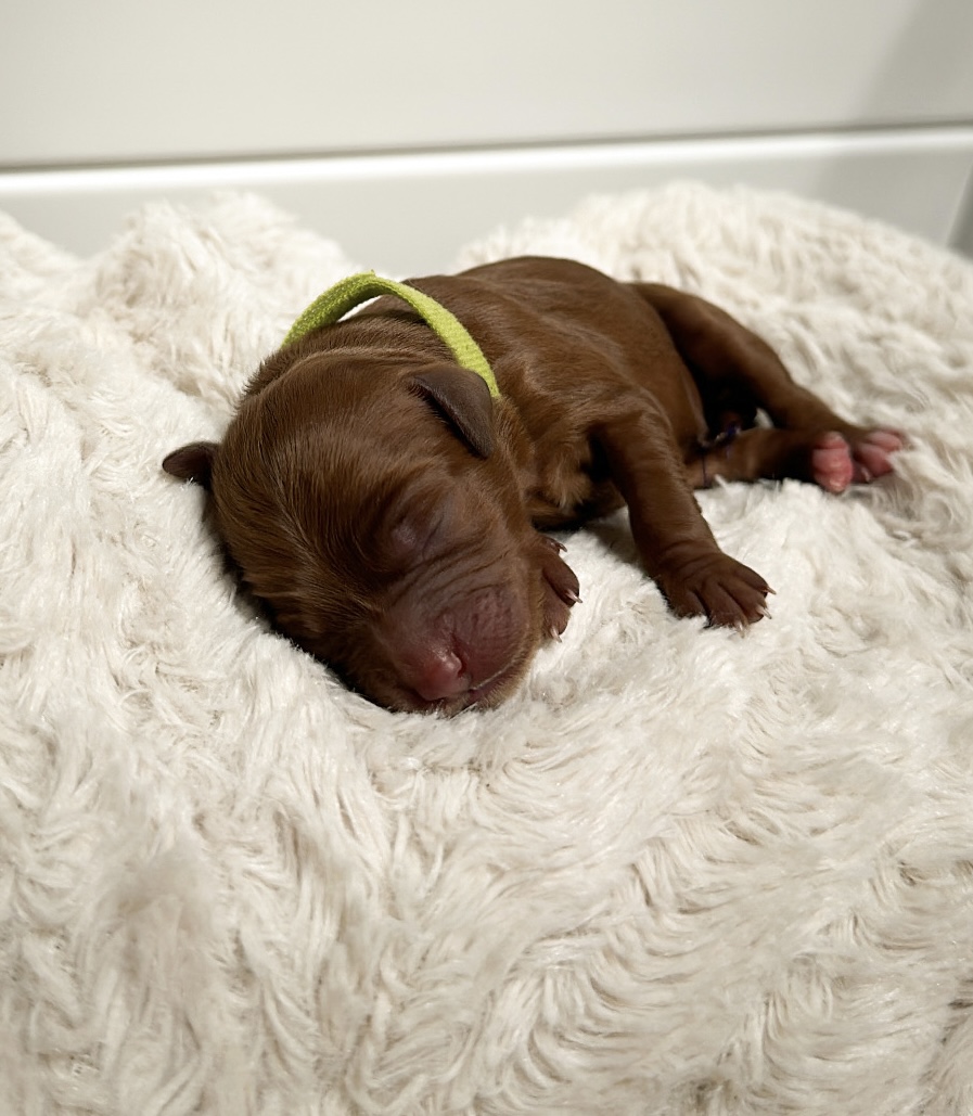 leslie irishdoodles's image