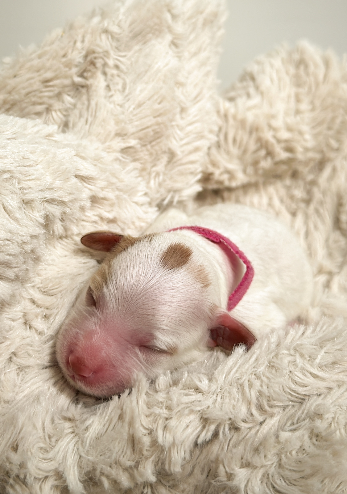 leslie irishdoodles's image