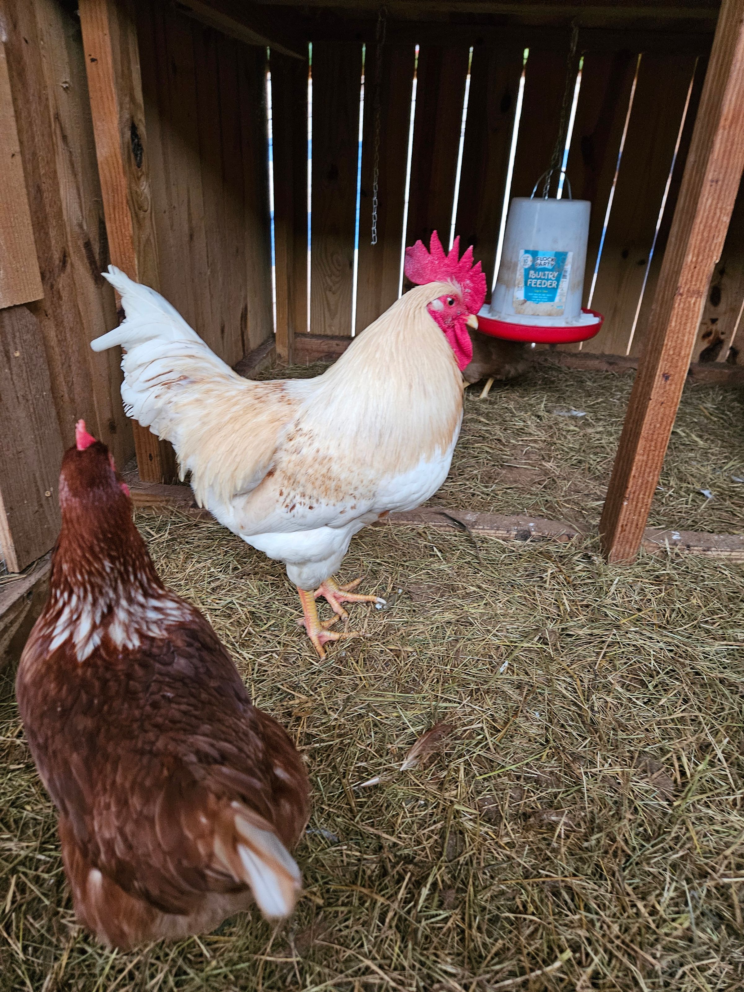 Little Raptors Farm