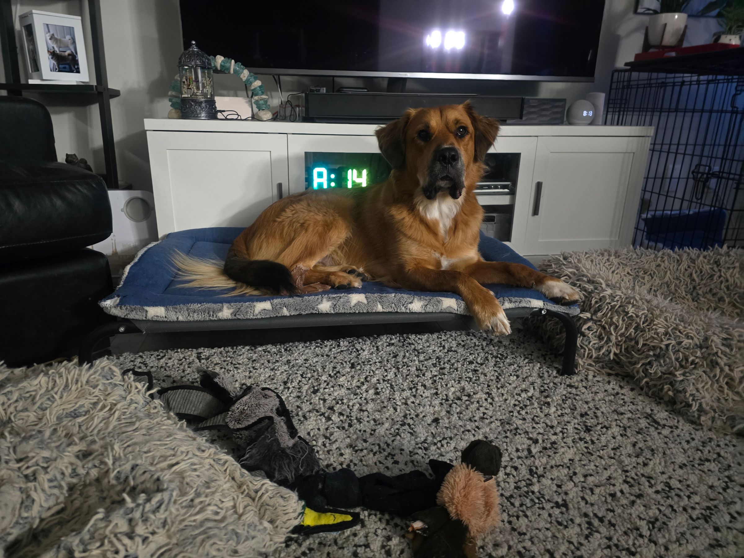 Lou Loves Pets's image