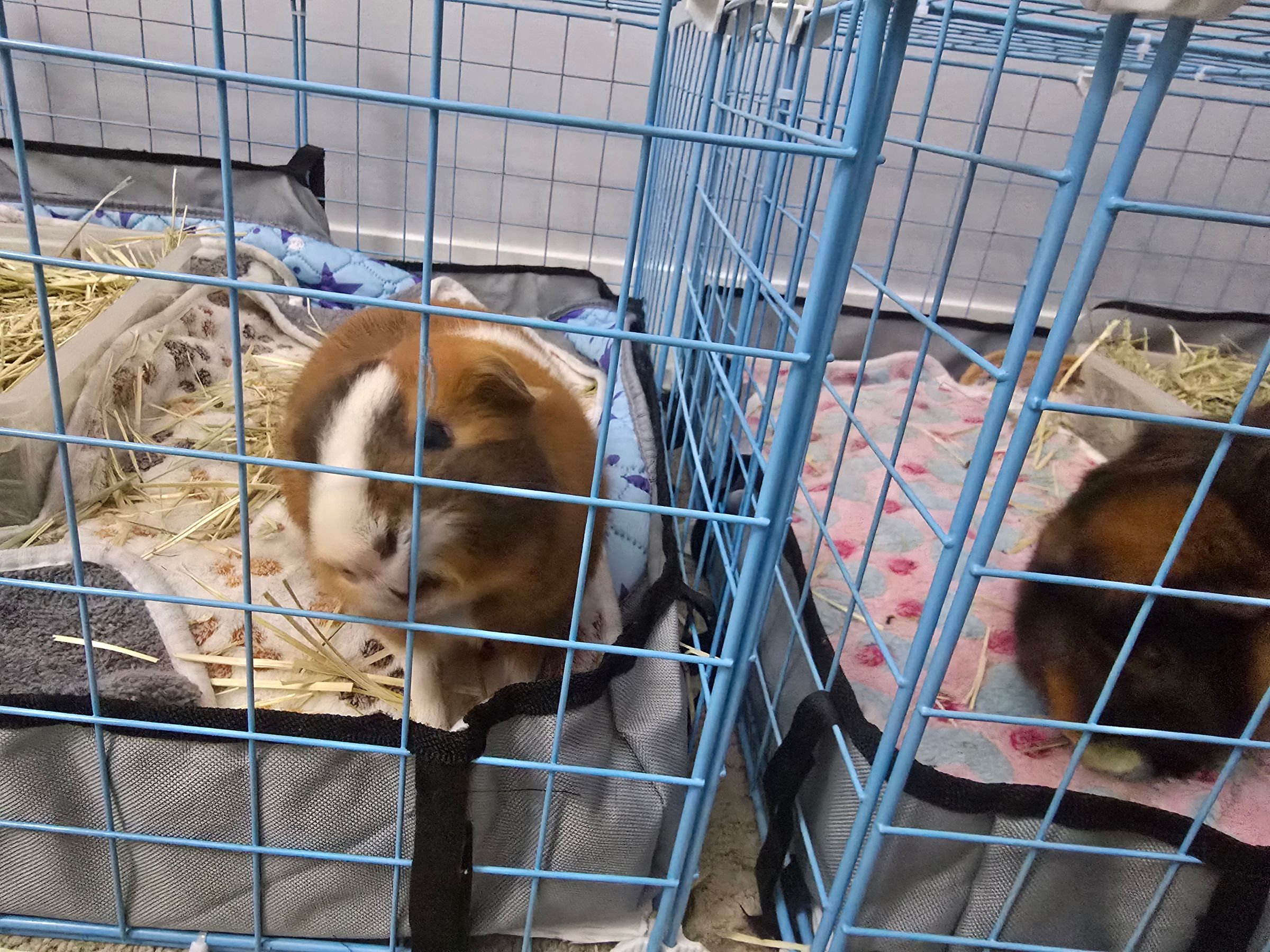 Lou Loves Pets's image