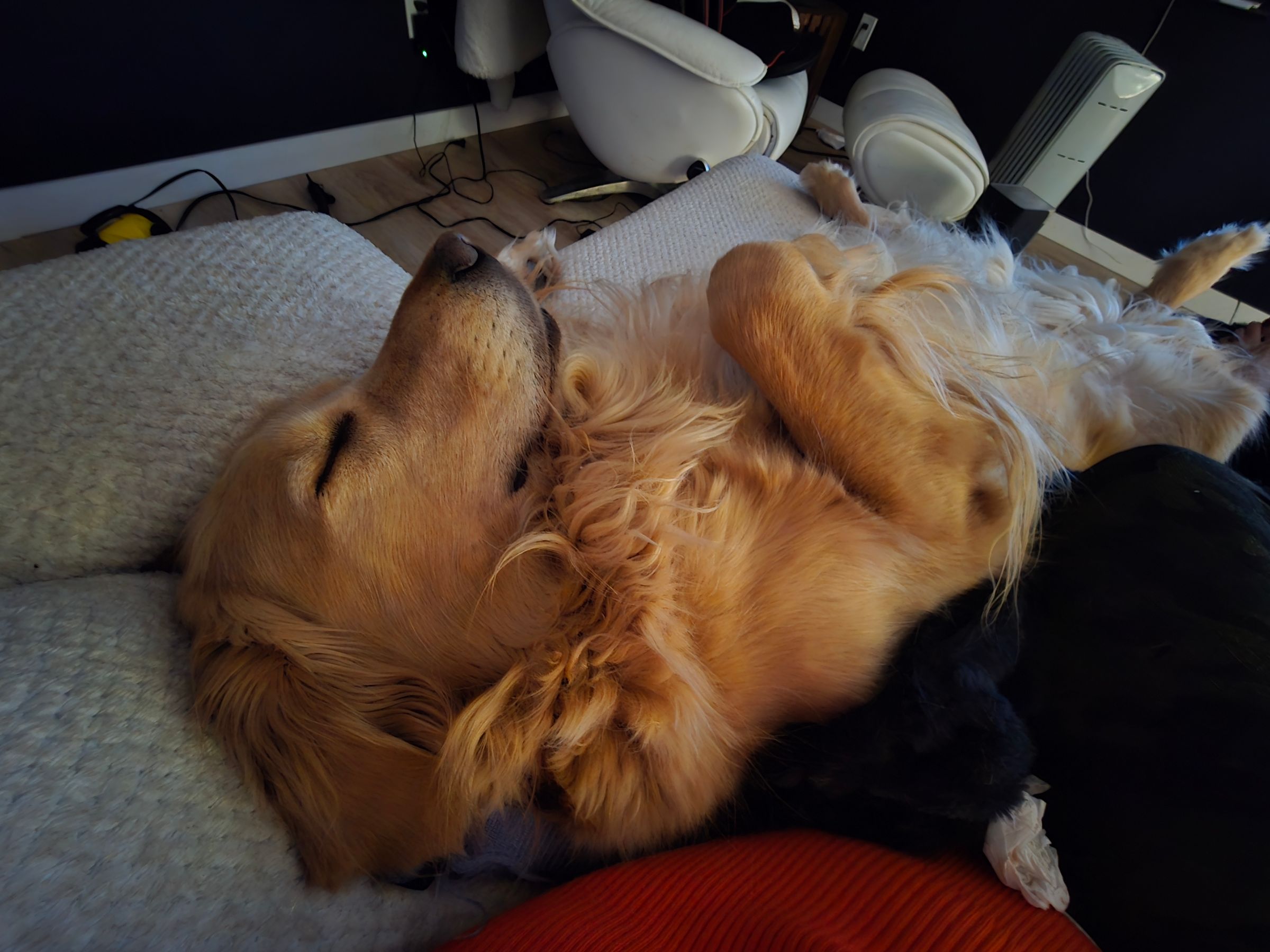 Lou Loves Pets's image