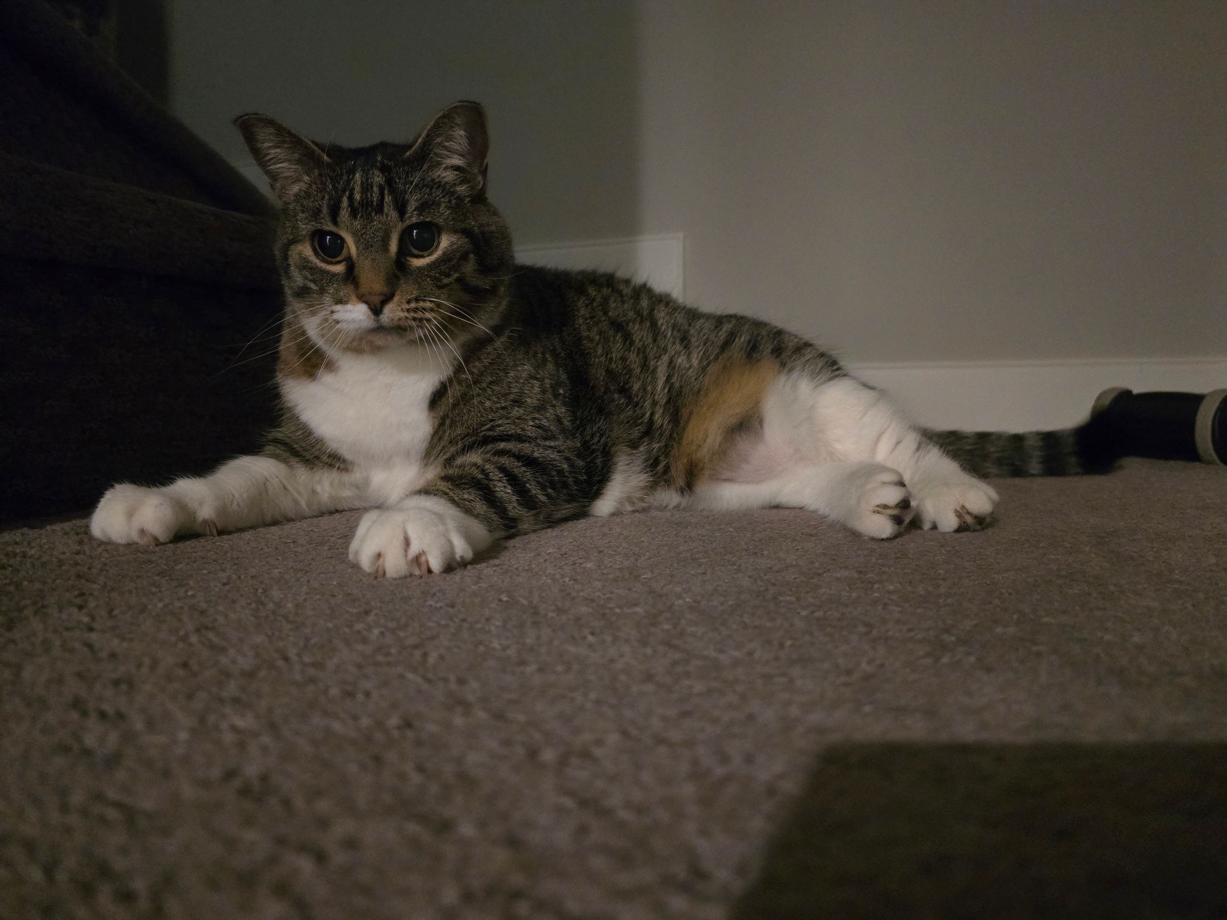 Lou Loves Pets's image